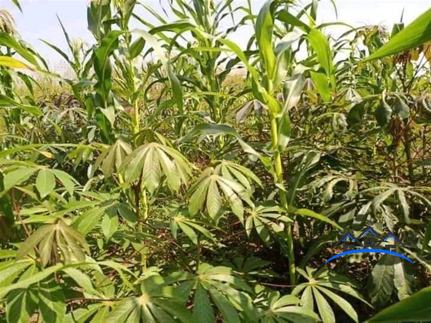 Agricultural Land for sale in Kasana Luweero