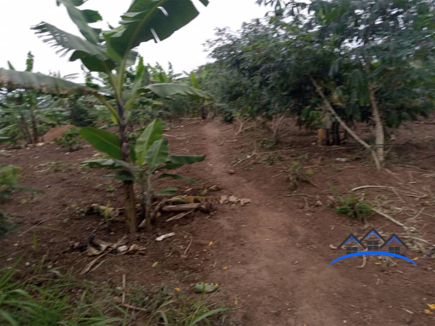 Agricultural Land for sale in Kalule Luweero