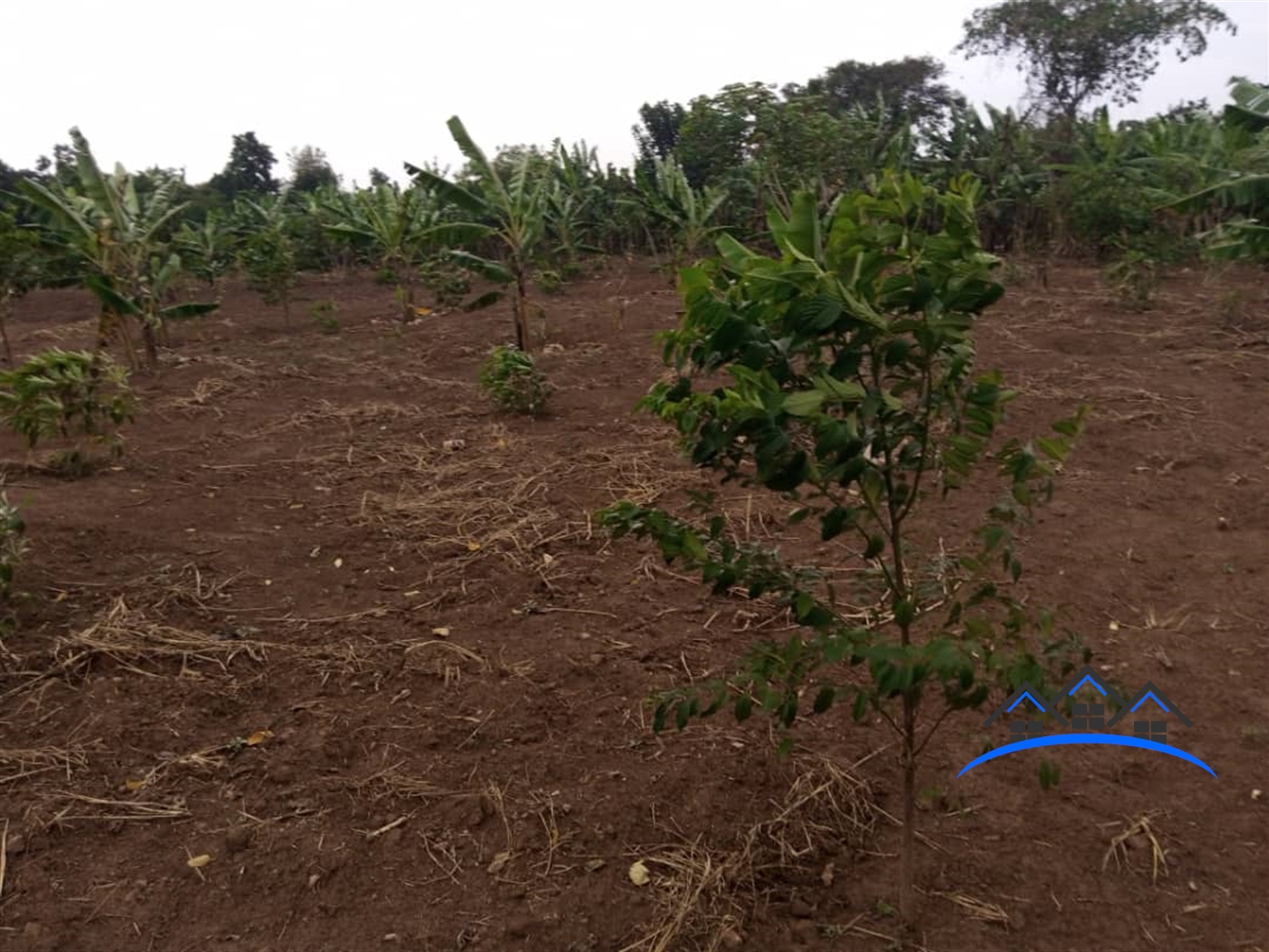 Agricultural Land for sale in Kalule Luweero