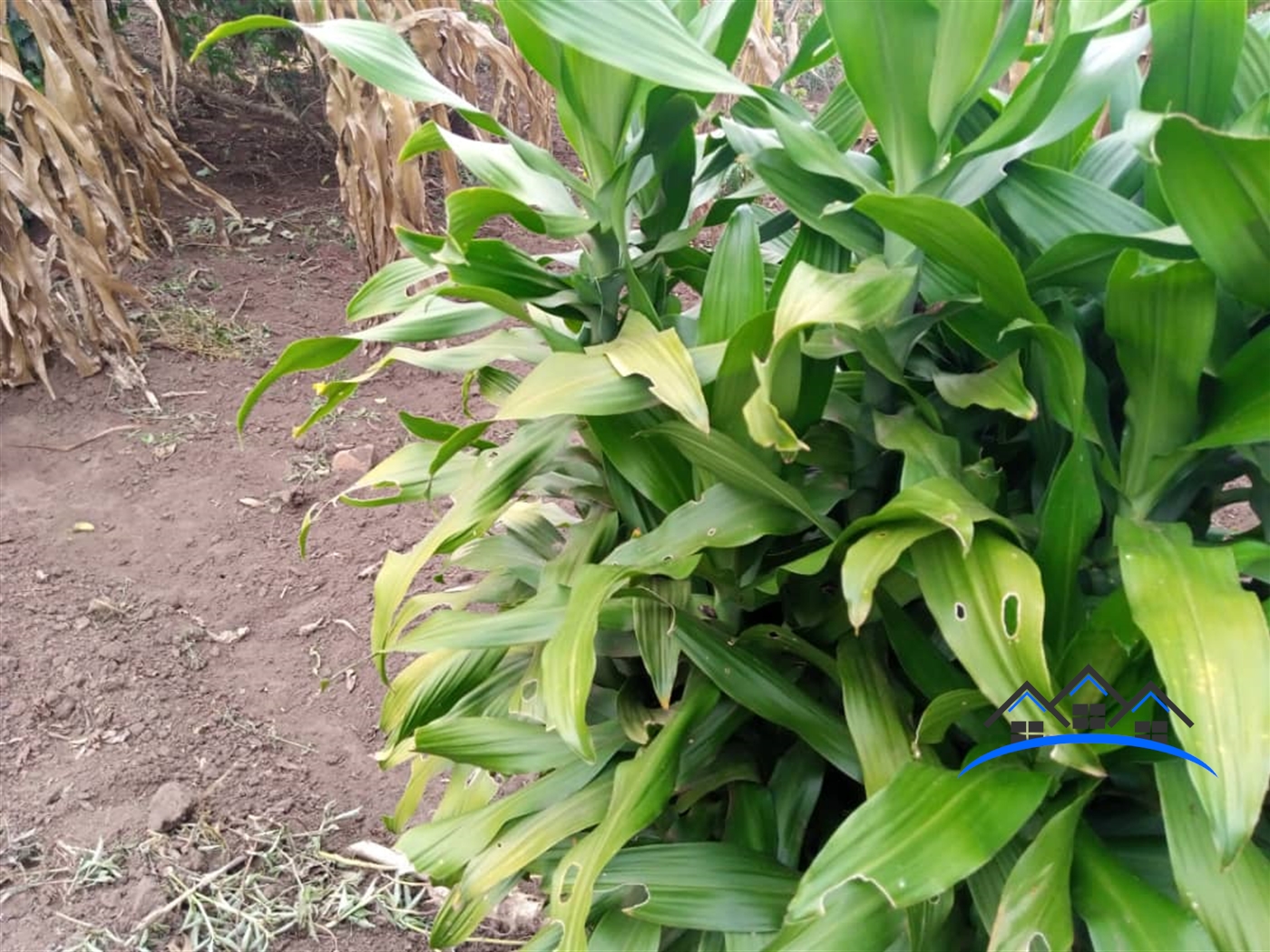 Agricultural Land for sale in Kalule Luweero