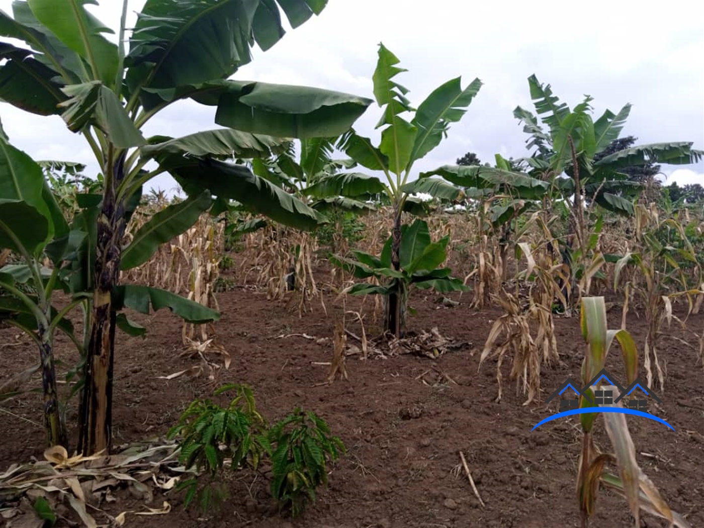 Agricultural Land for sale in Kalule Luweero