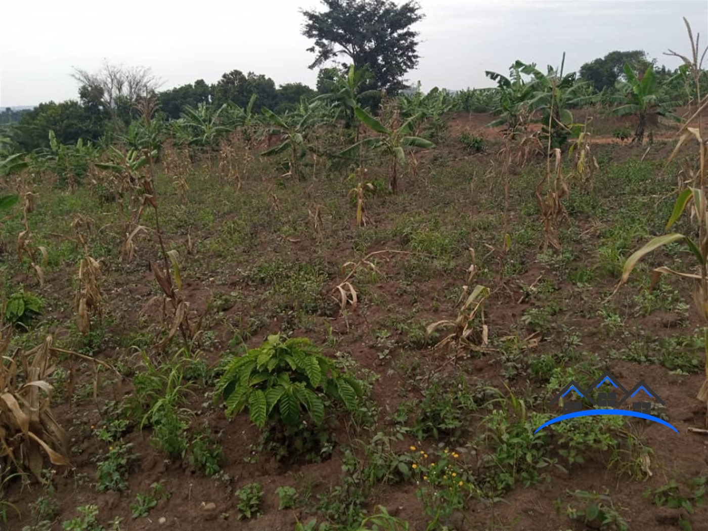 Agricultural Land for sale in Kalule Luweero