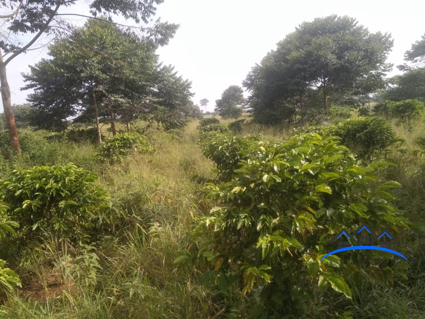 Agricultural Land for sale in Katungo Nakasongola