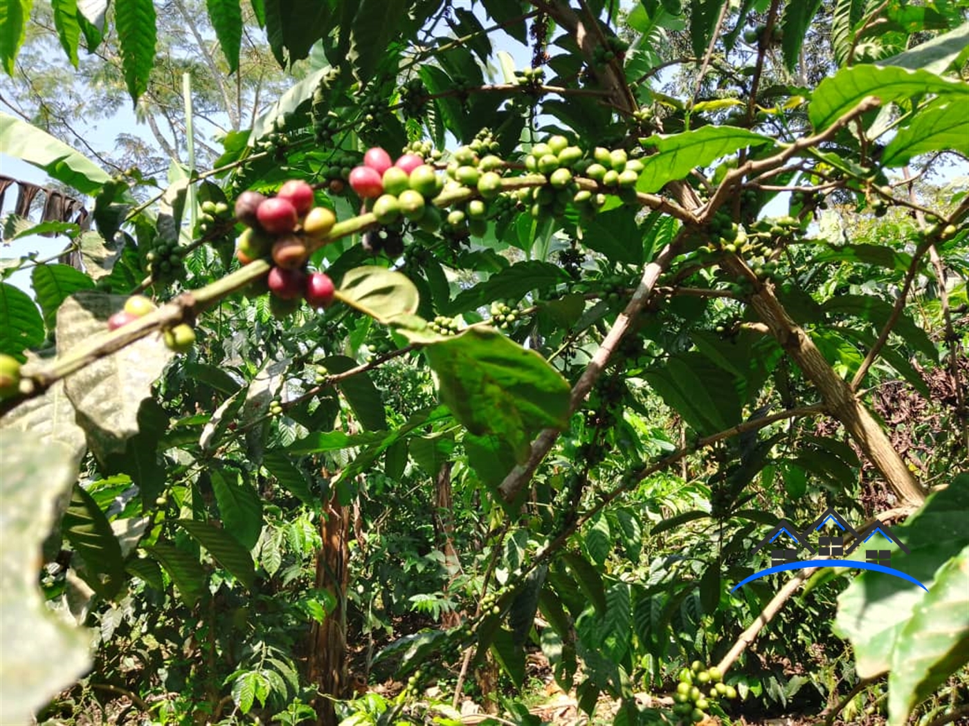 Agricultural Land for sale in Wobulenzi Luweero