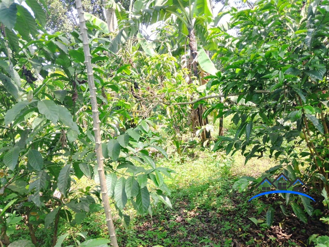 Agricultural Land for sale in Wobulenzi Luweero