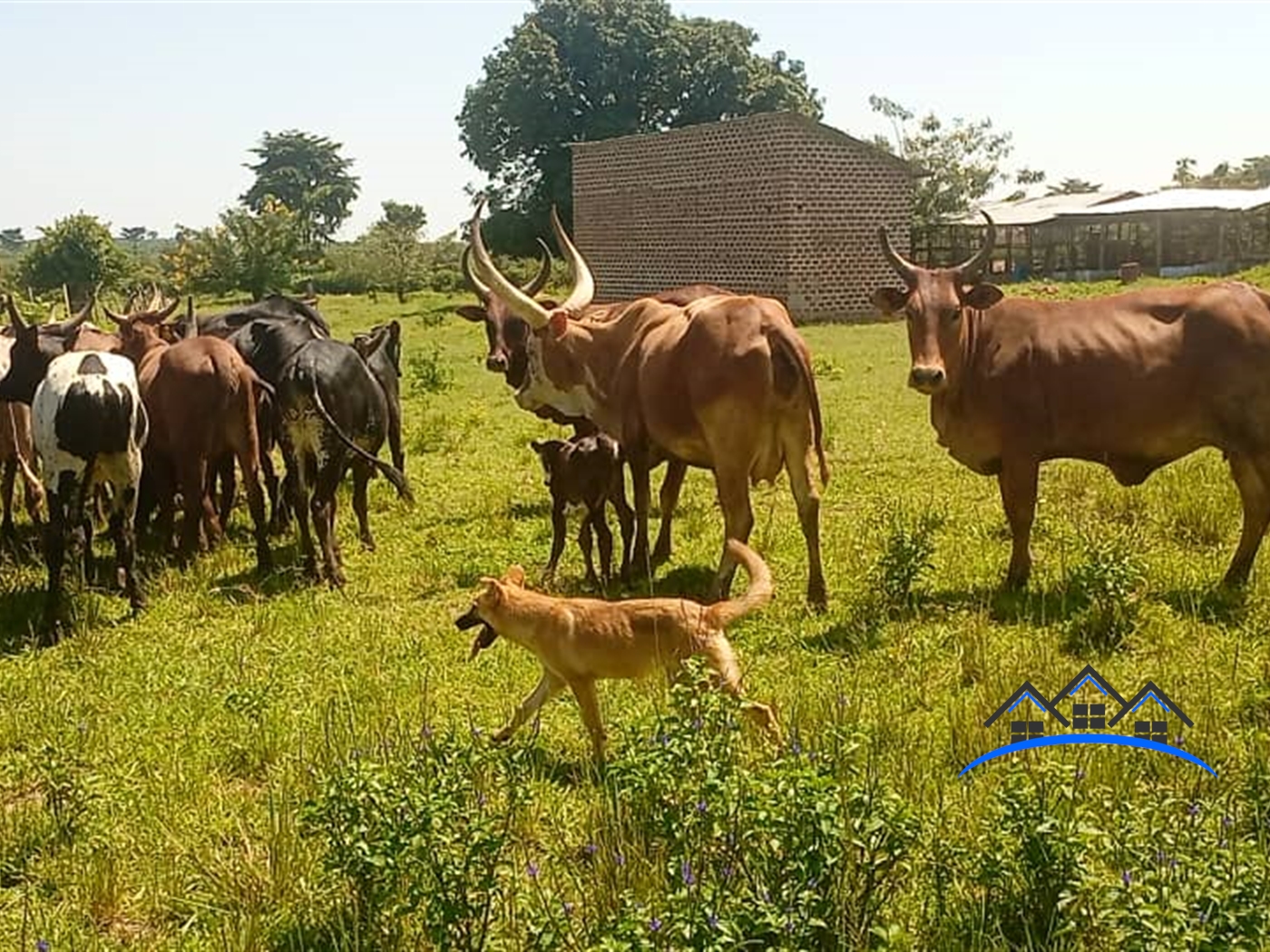 Farm for sale in Kikyuusa Luweero