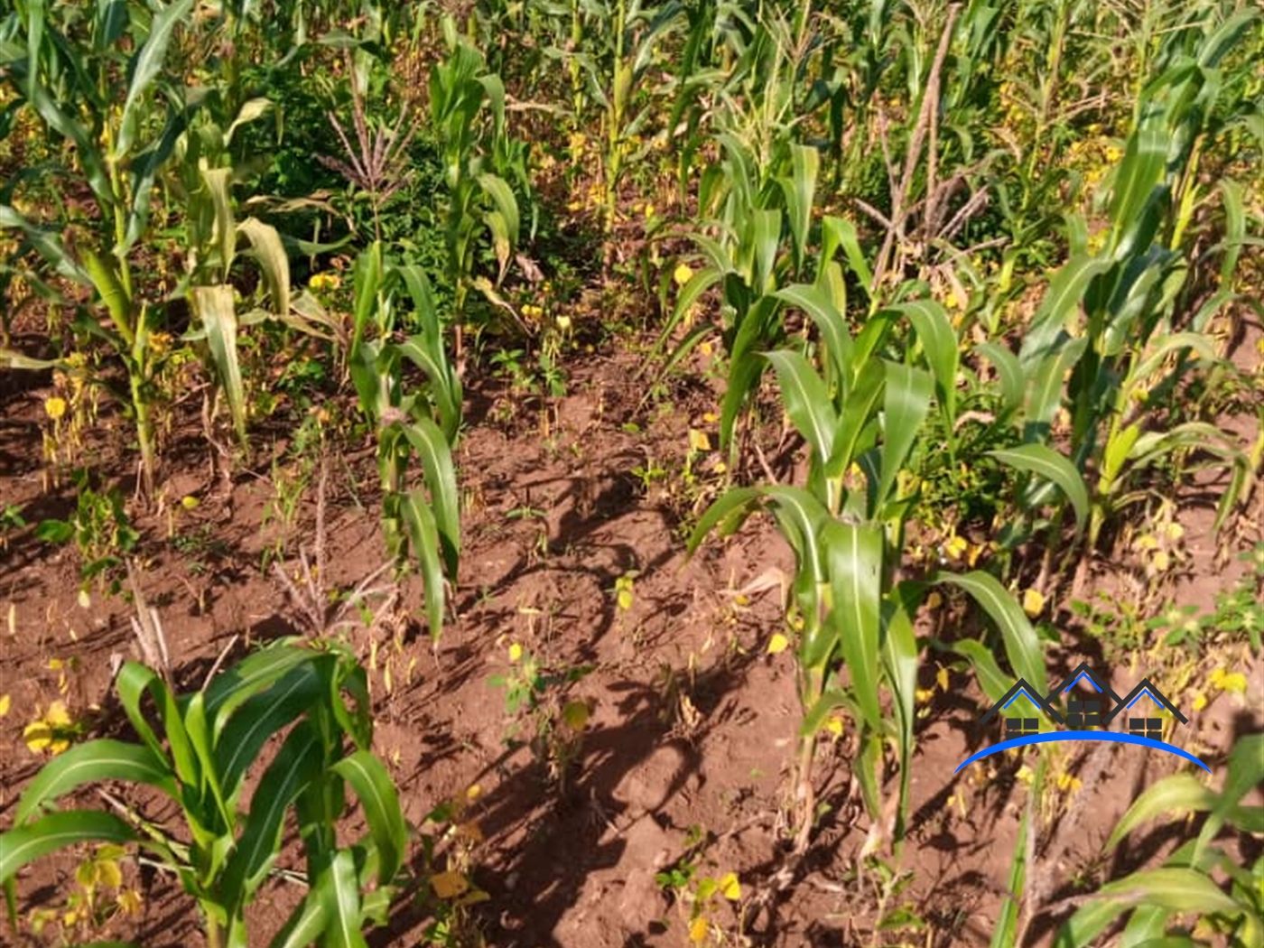 Agricultural Land for sale in Nakivule Wakiso