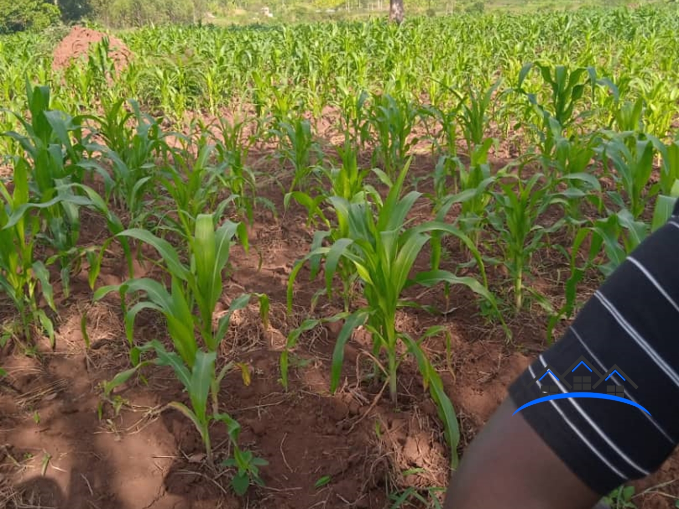 Agricultural Land for sale in Nakivule Wakiso