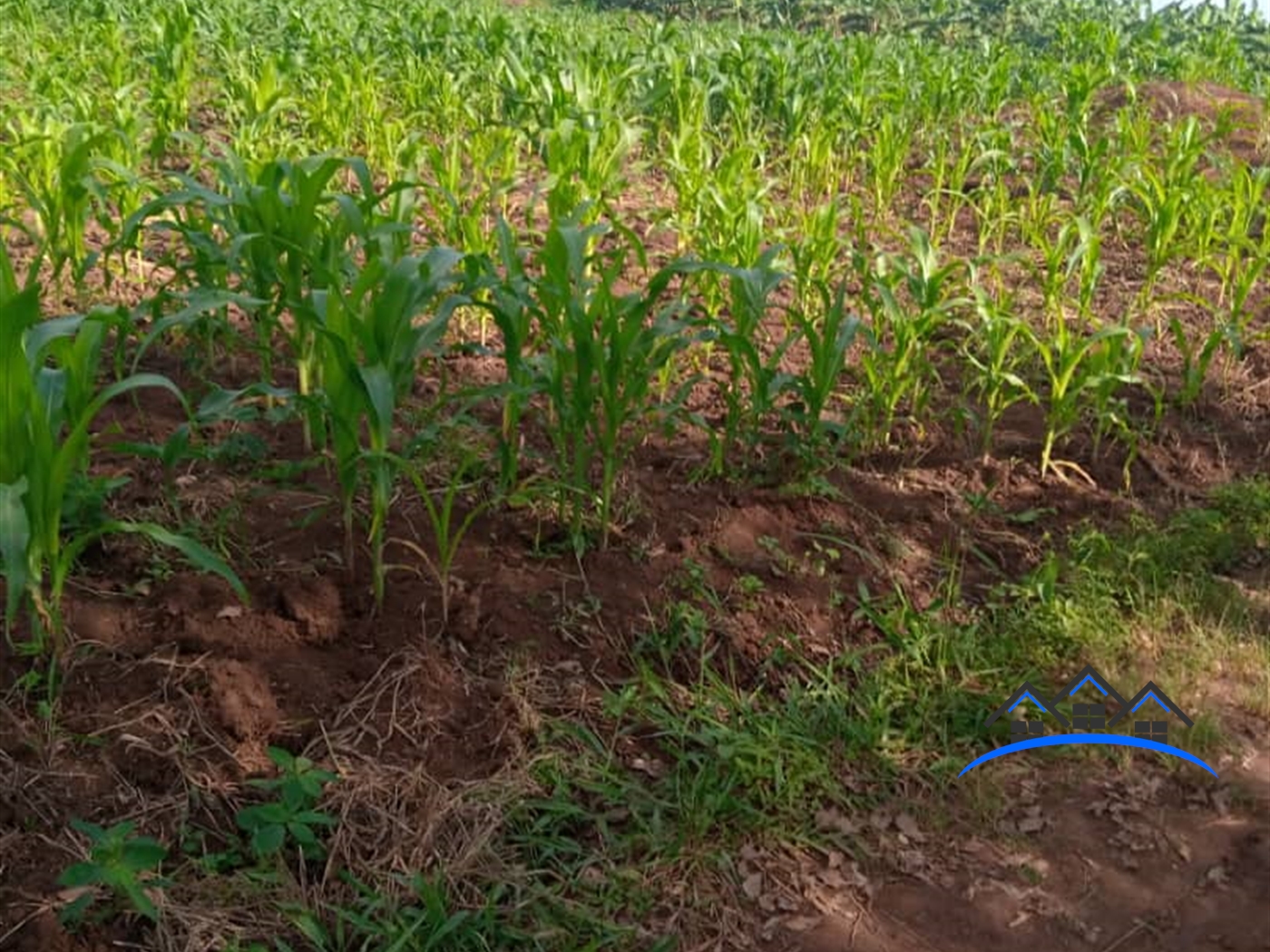 Agricultural Land for sale in Nakivule Wakiso