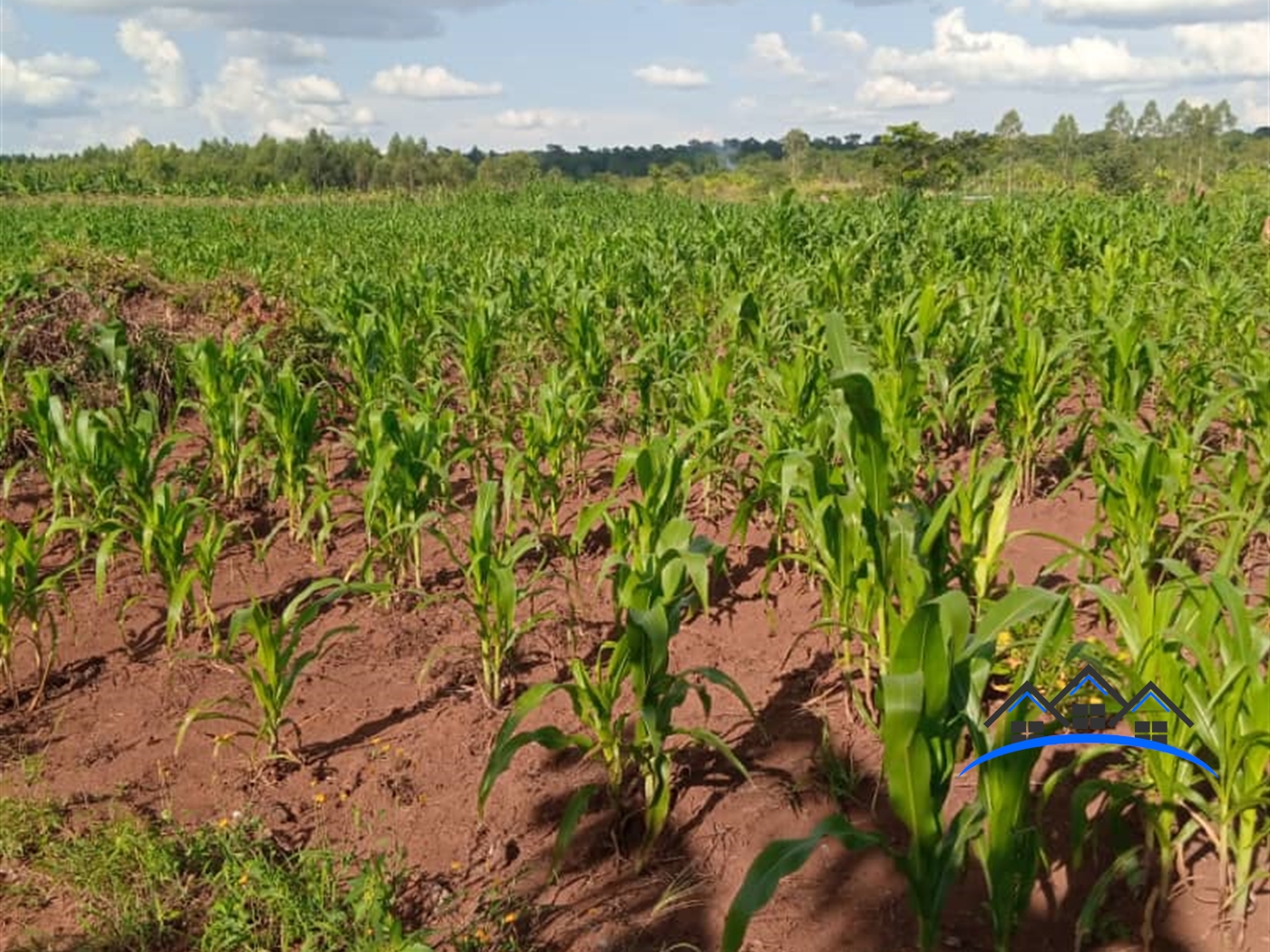 Agricultural Land for sale in Nakivule Wakiso