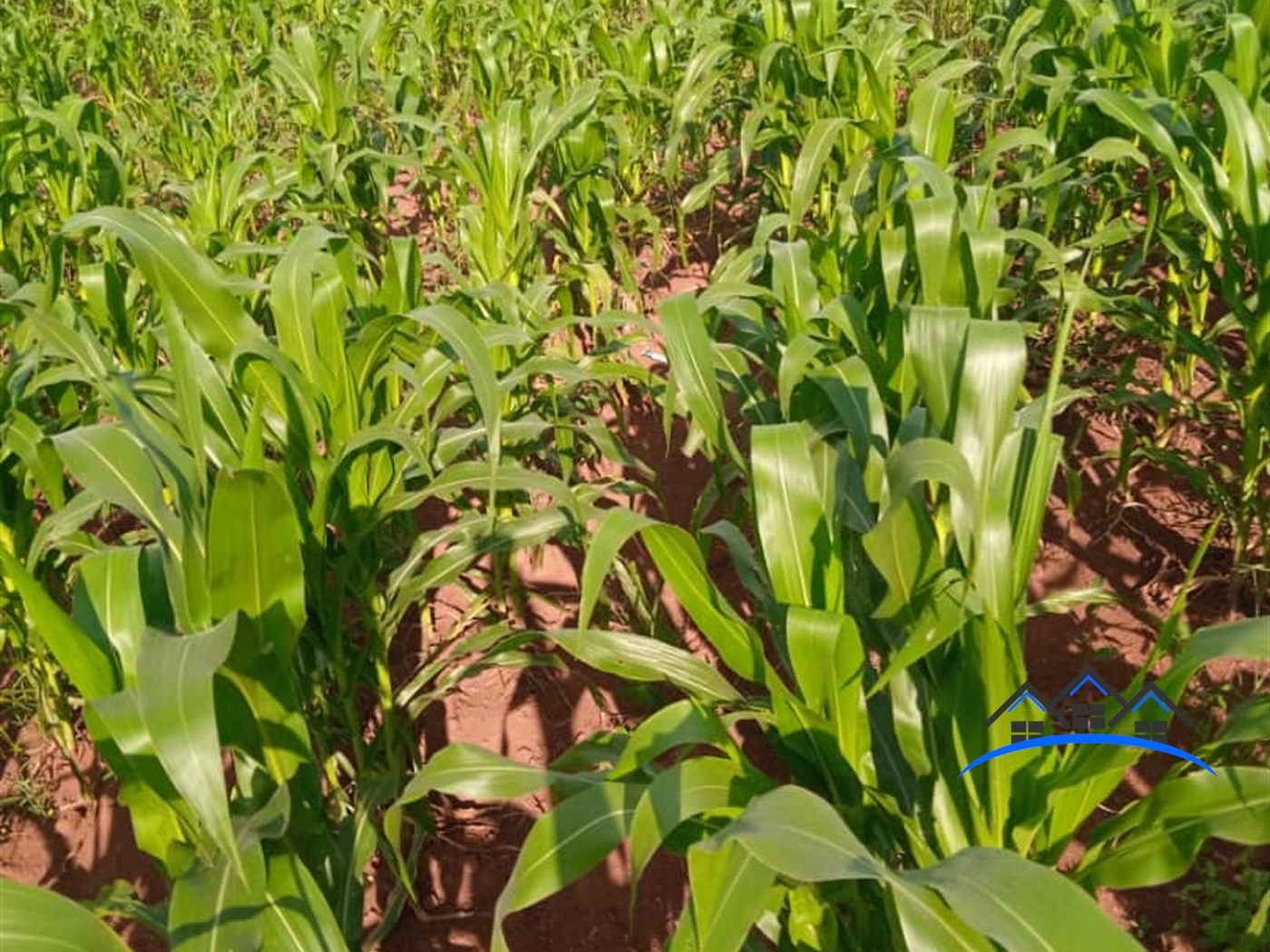 Agricultural Land for sale in Nakivule Wakiso