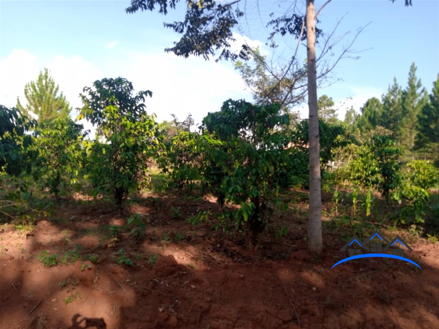 Agricultural Land for sale in Wabitungulu Wakiso