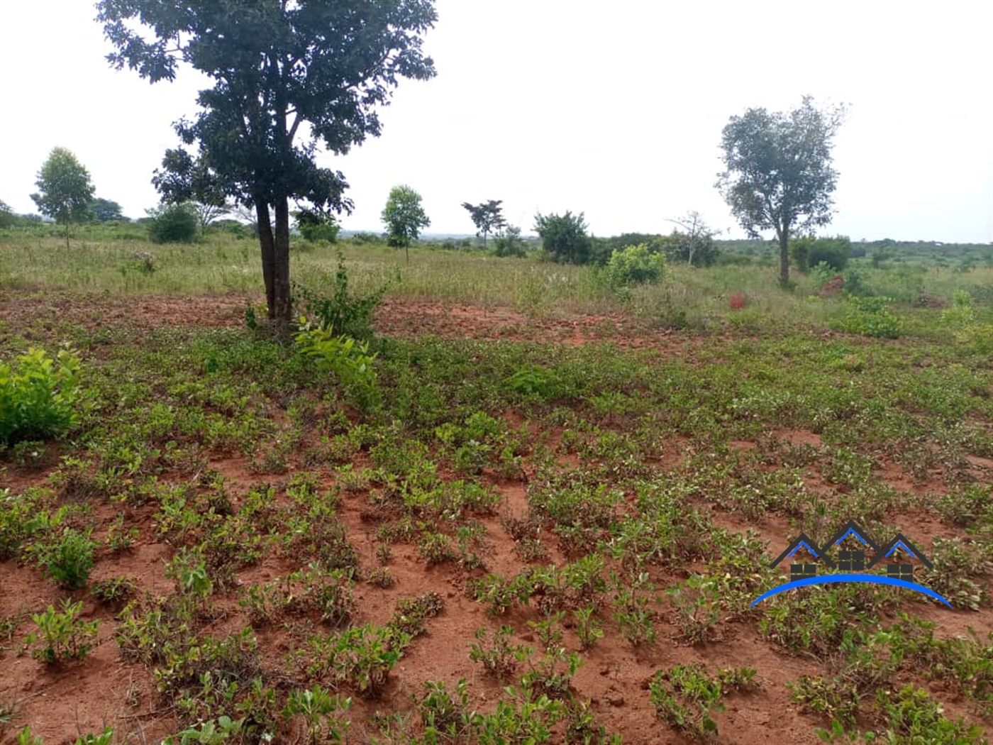 Agricultural Land for sale in Kakooge Nakasongola