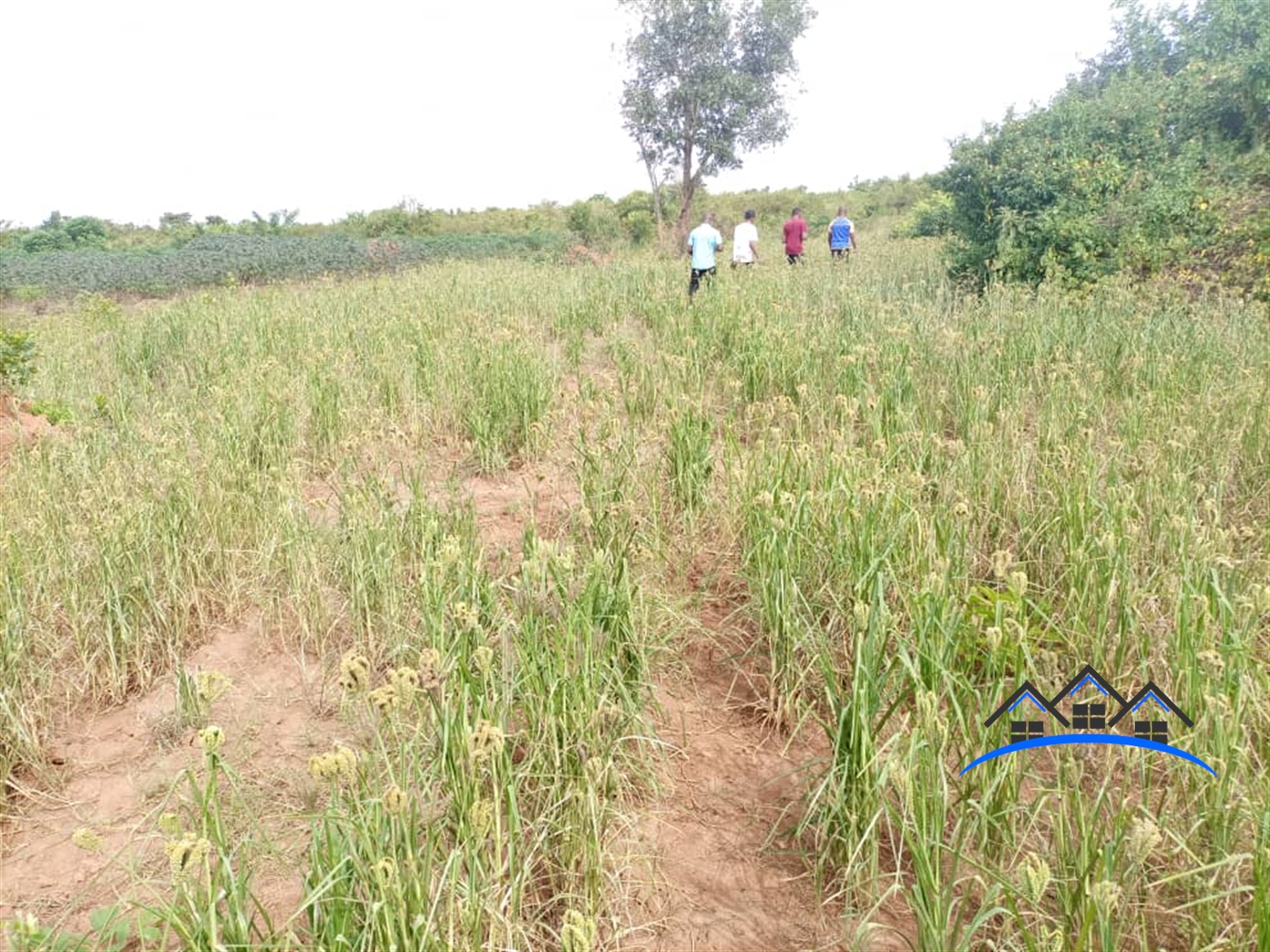 Agricultural Land for sale in Kakooge Nakasongola