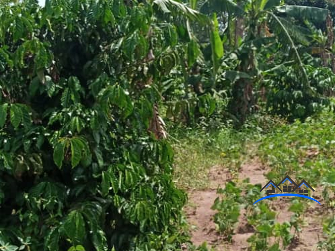 Farm for sale in Kakooge Luweero