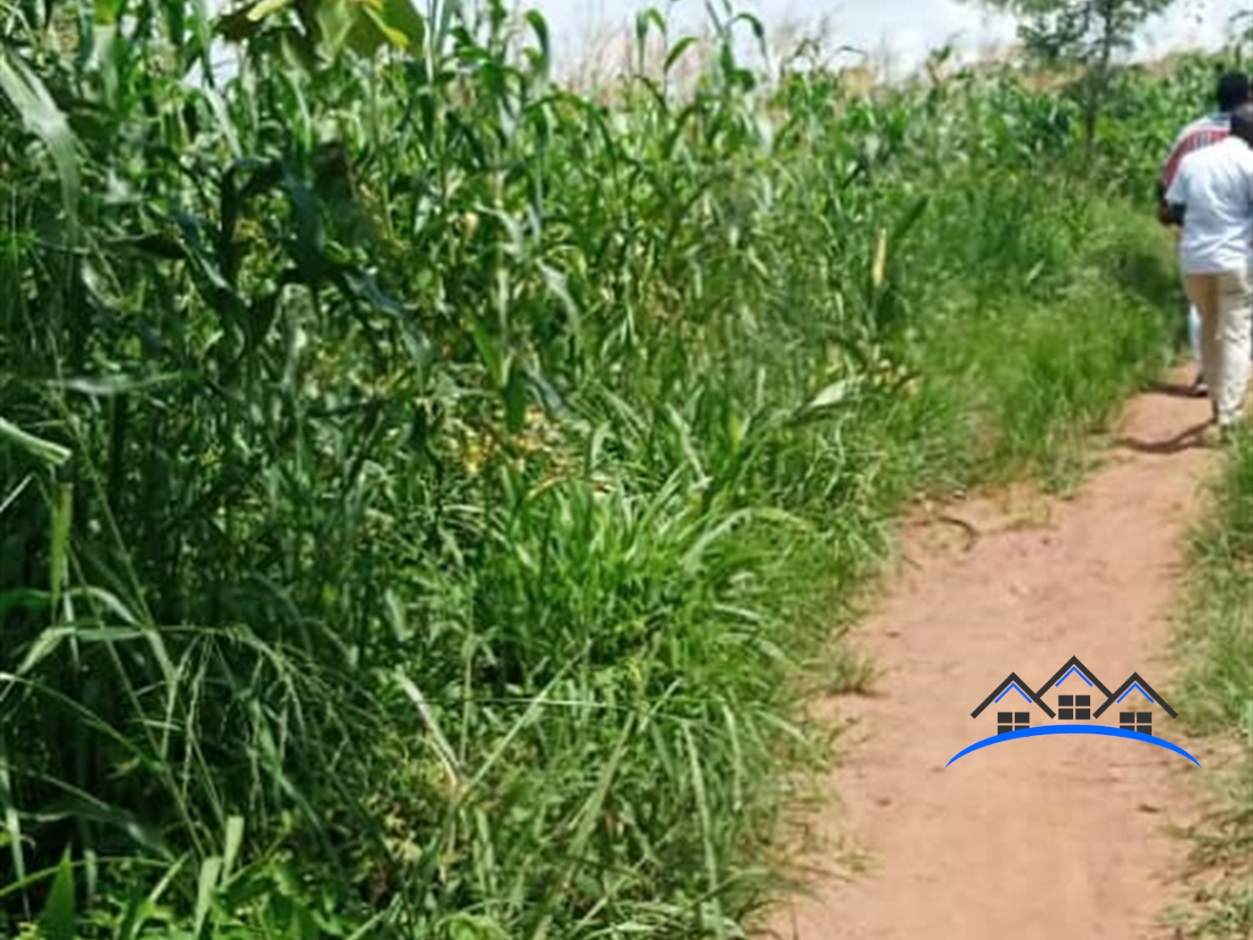 Farm for sale in Kakooge Luweero