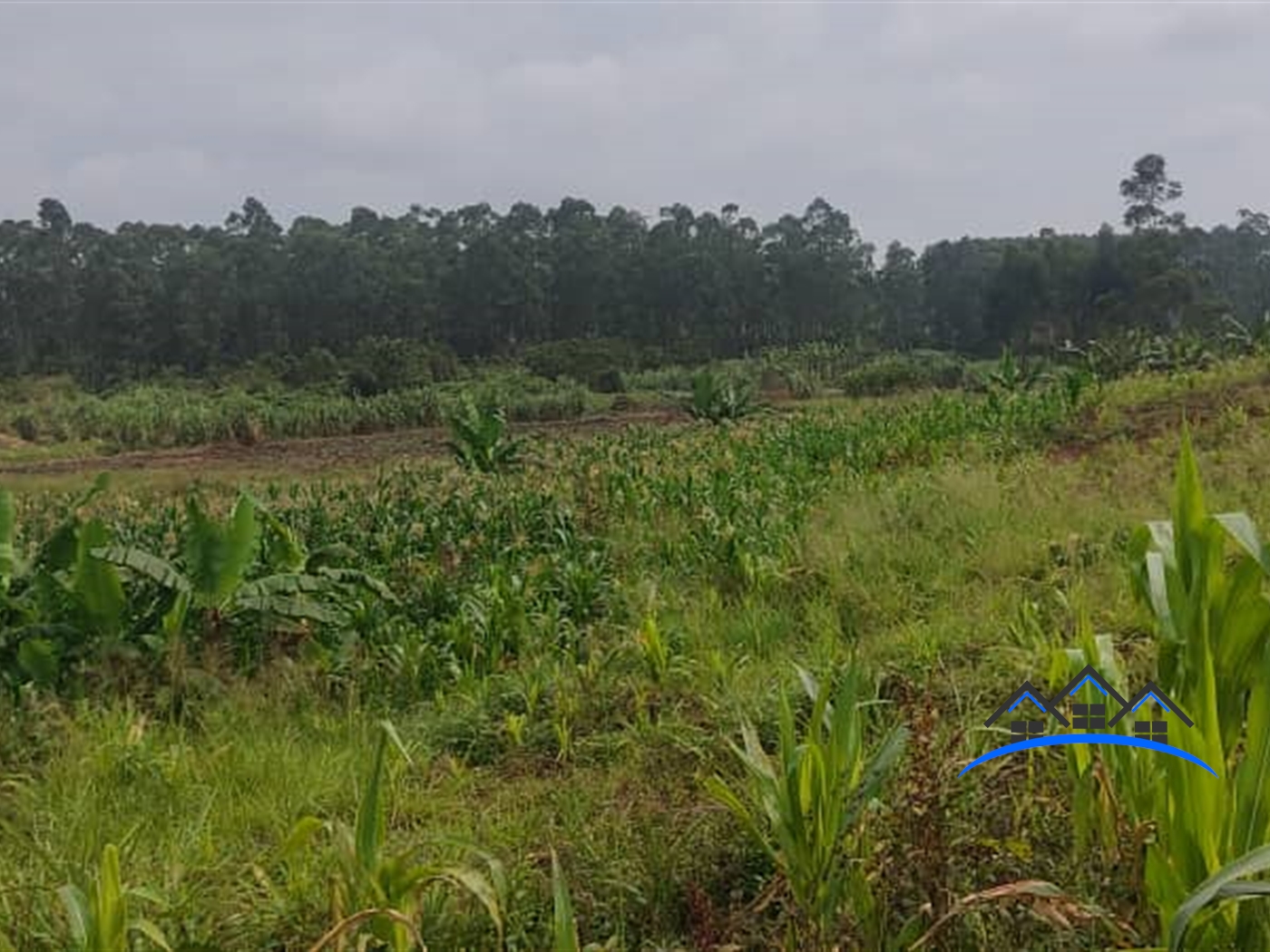 Farm for sale in Seeta Mukono