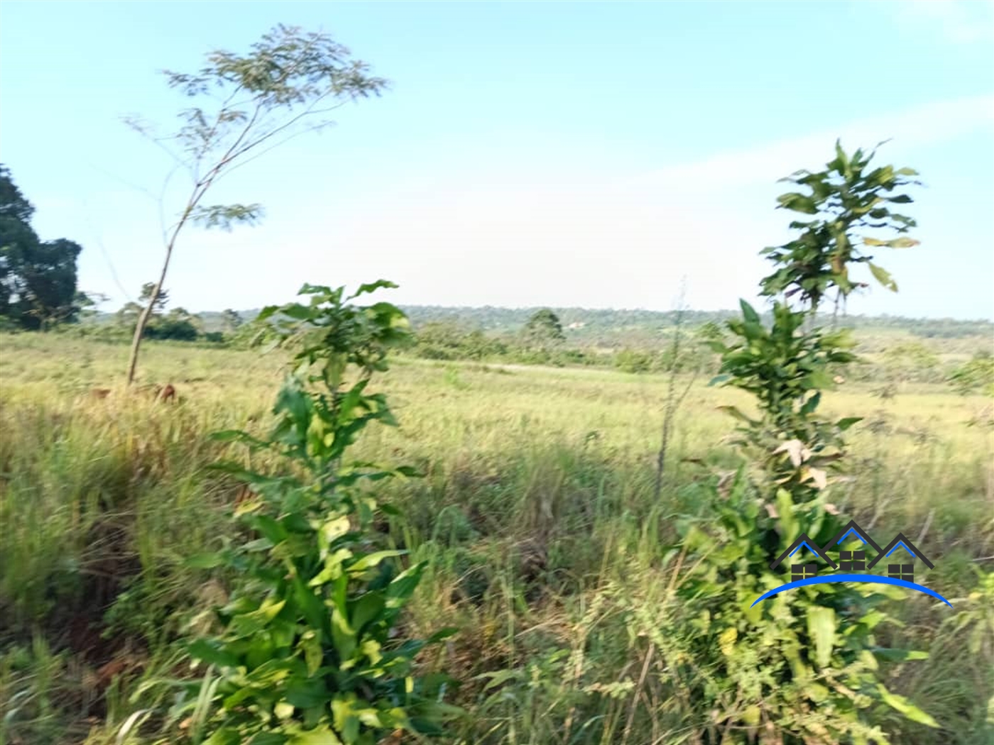 Agricultural Land for sale in Ntenjjeru Kayunga