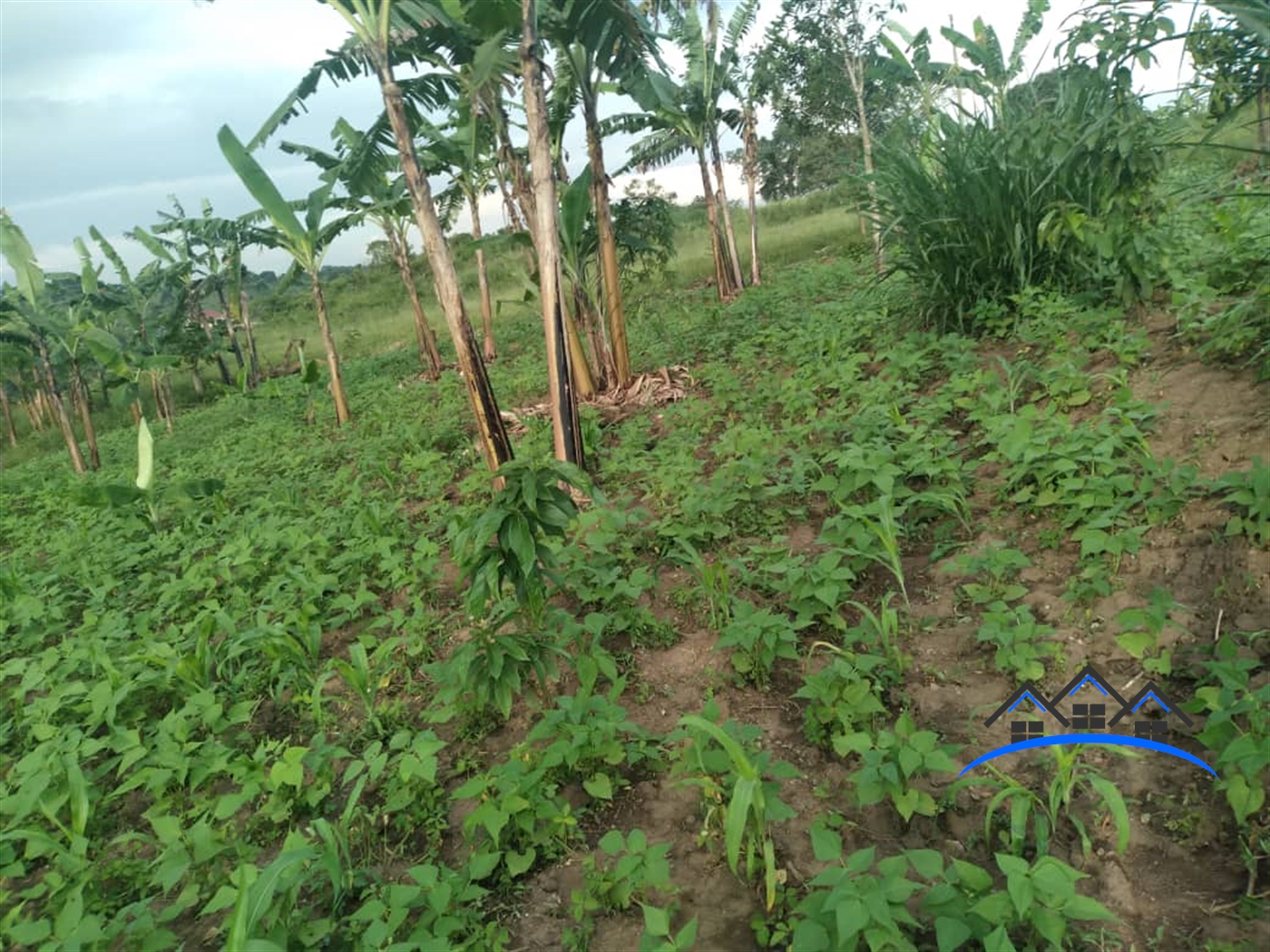 Agricultural Land for sale in Busiika Mpigi