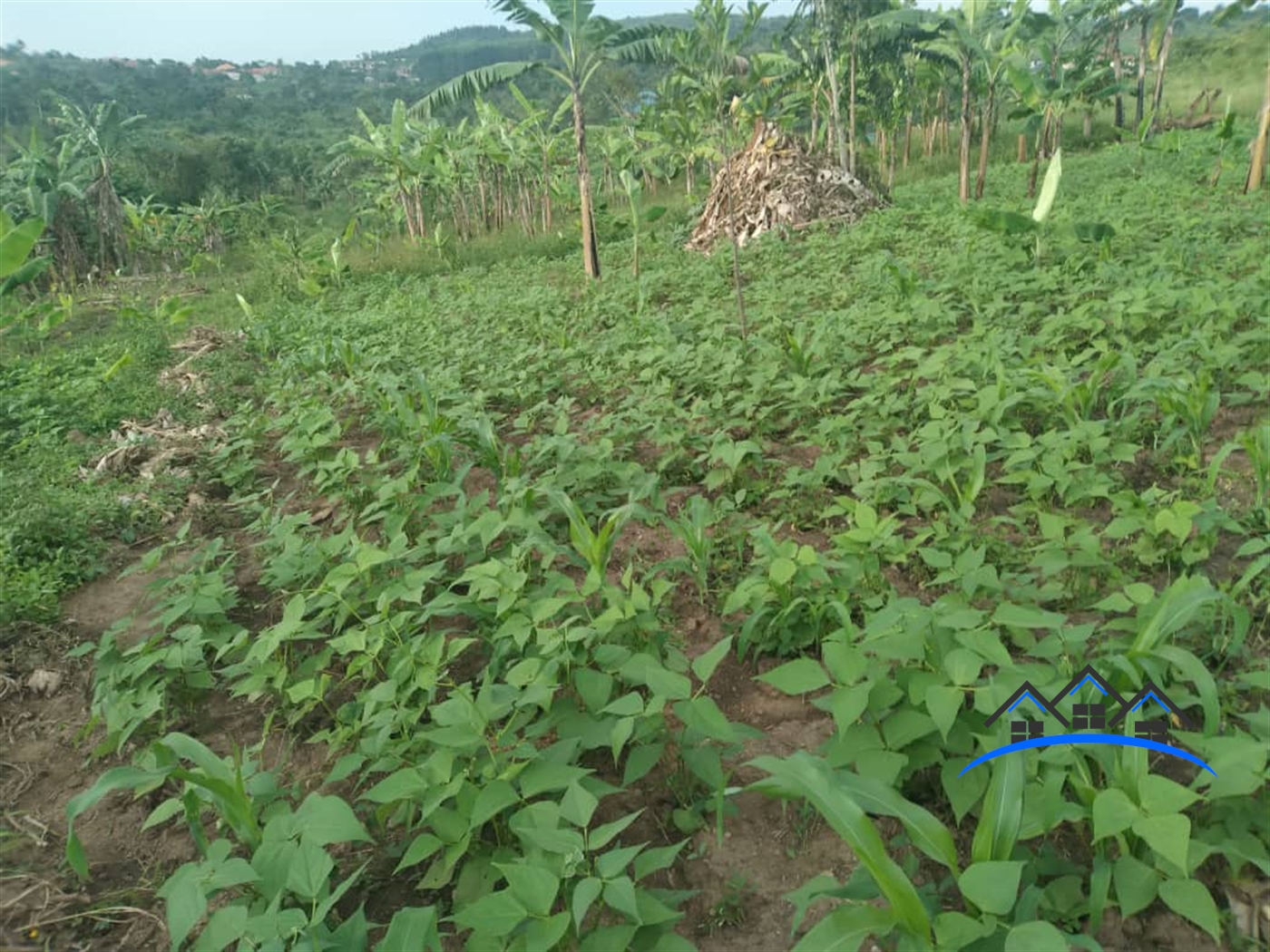 Agricultural Land for sale in Busiika Mpigi
