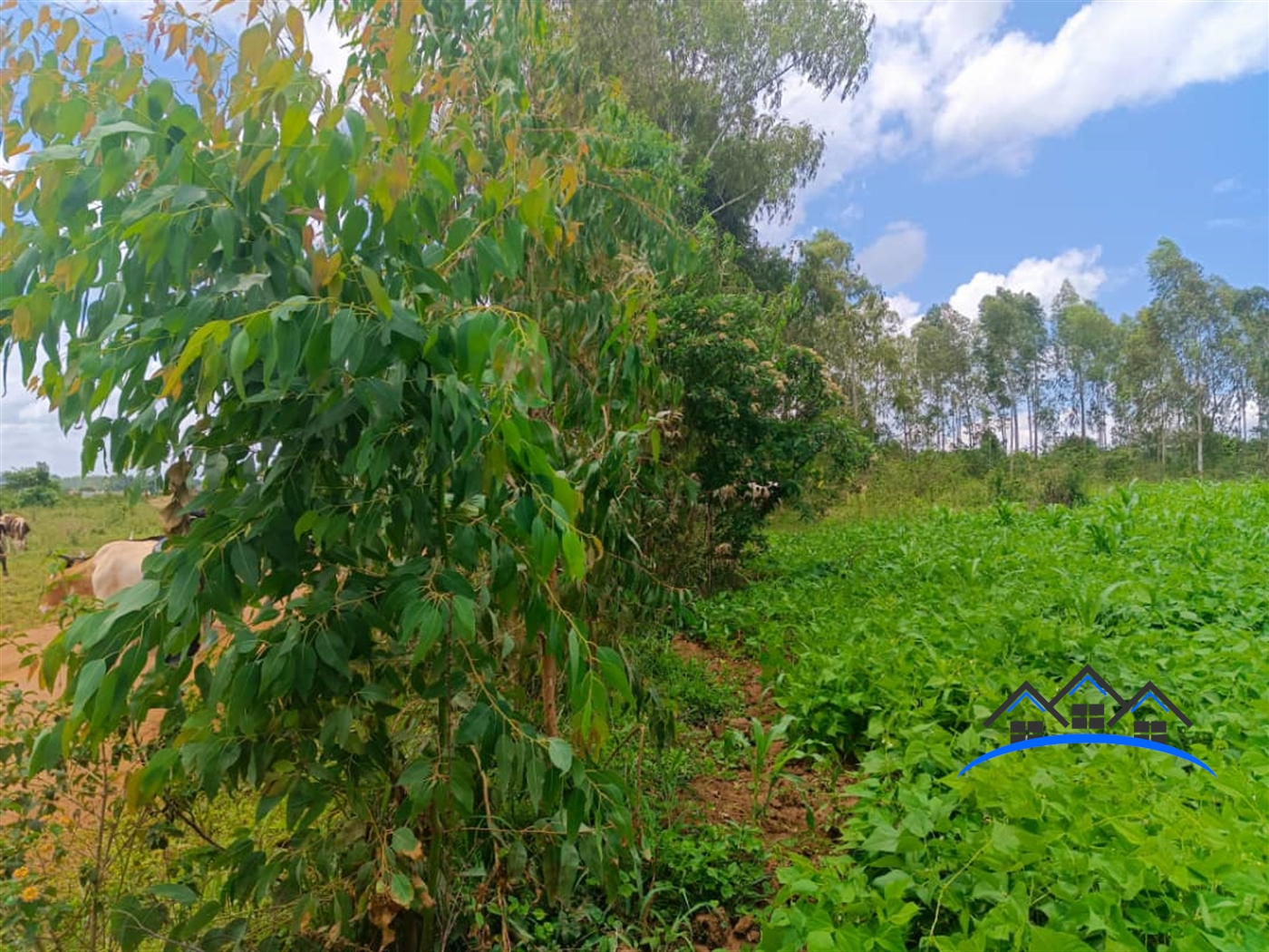 Residential Land for sale in Kiwenda Wakiso