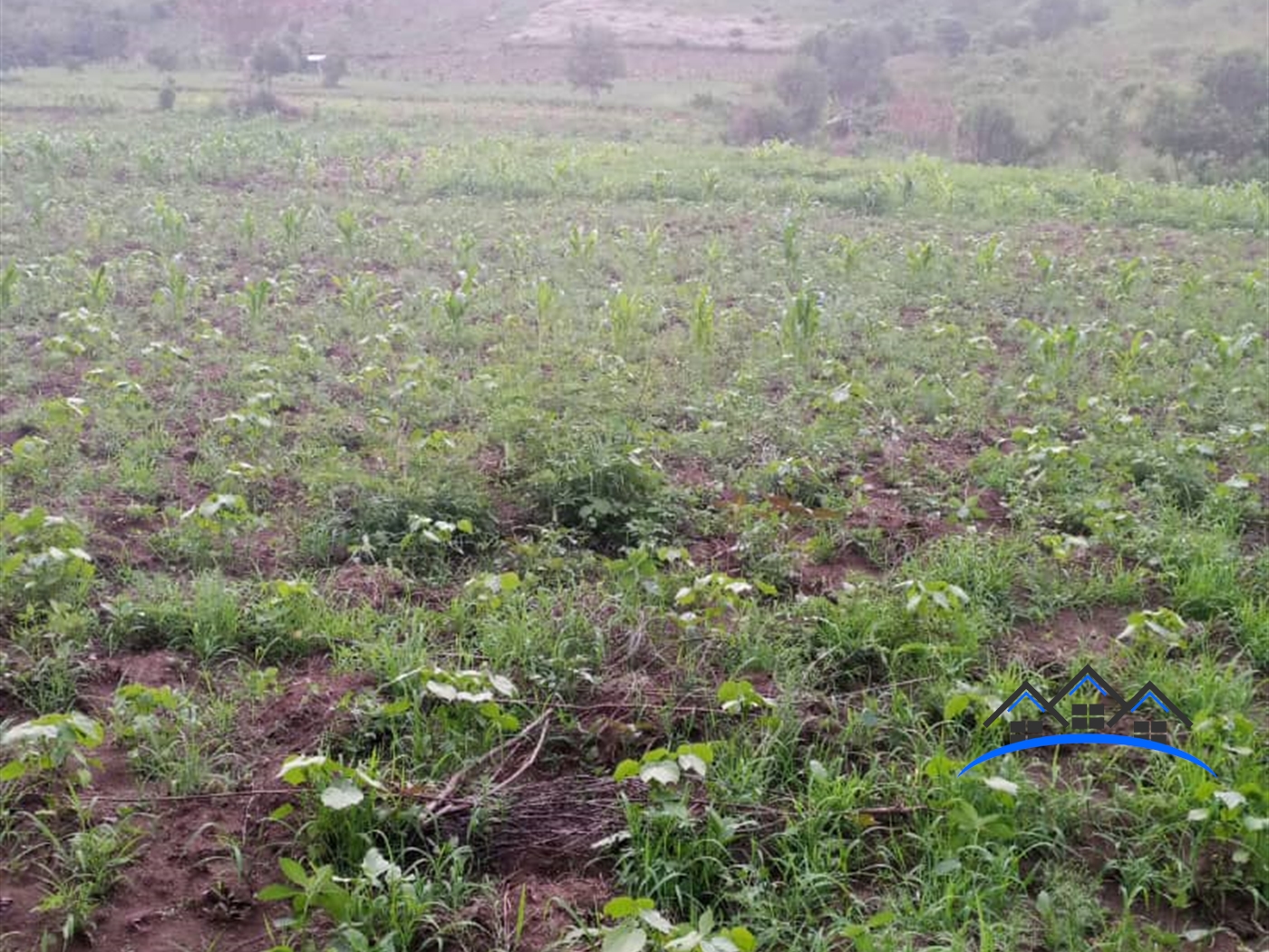 Agricultural Land for sale in Muhokya Kaseese