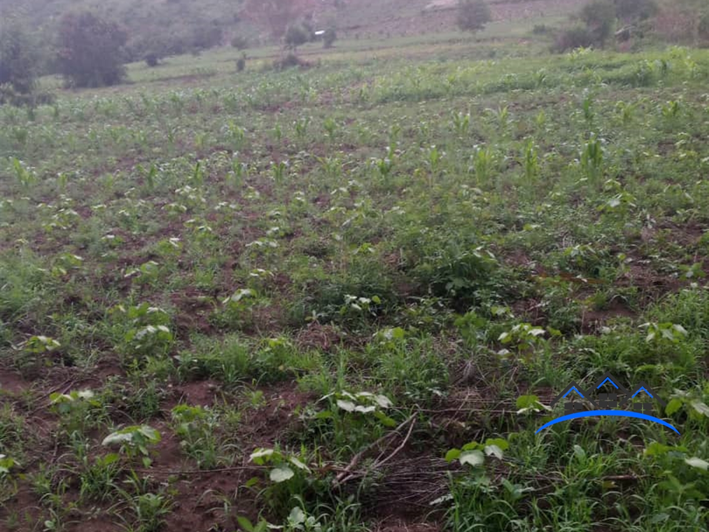 Agricultural Land for sale in Muhokya Kaseese