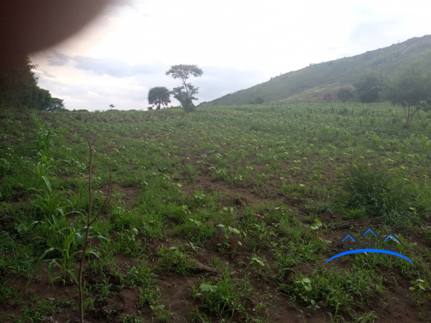 Agricultural Land for sale in Muhokya Kaseese