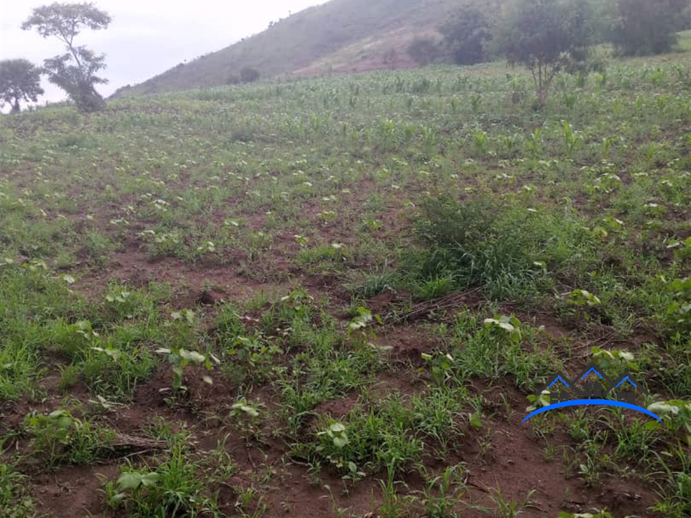 Agricultural Land for sale in Muhokya Kaseese