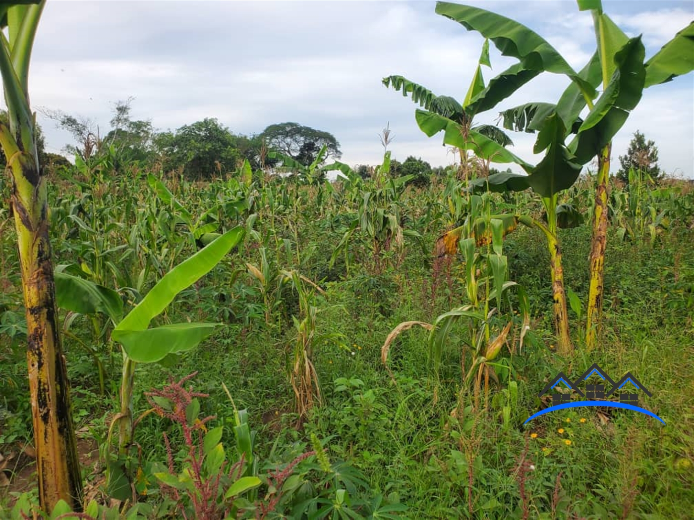 Agricultural Land for sale in Nalongo Luweero