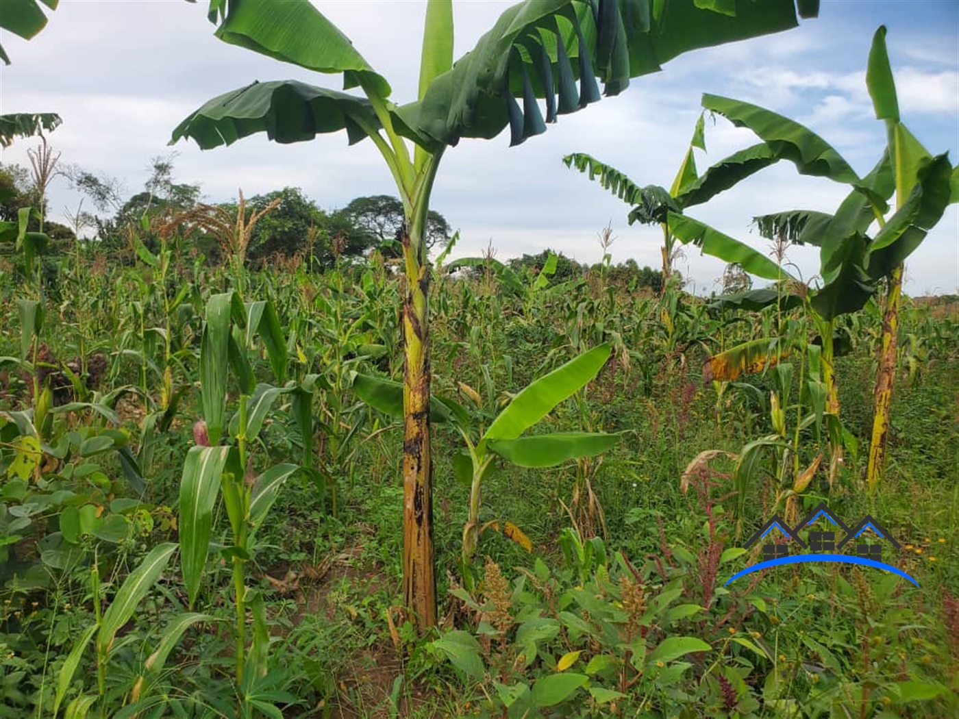 Agricultural Land for sale in Nalongo Luweero