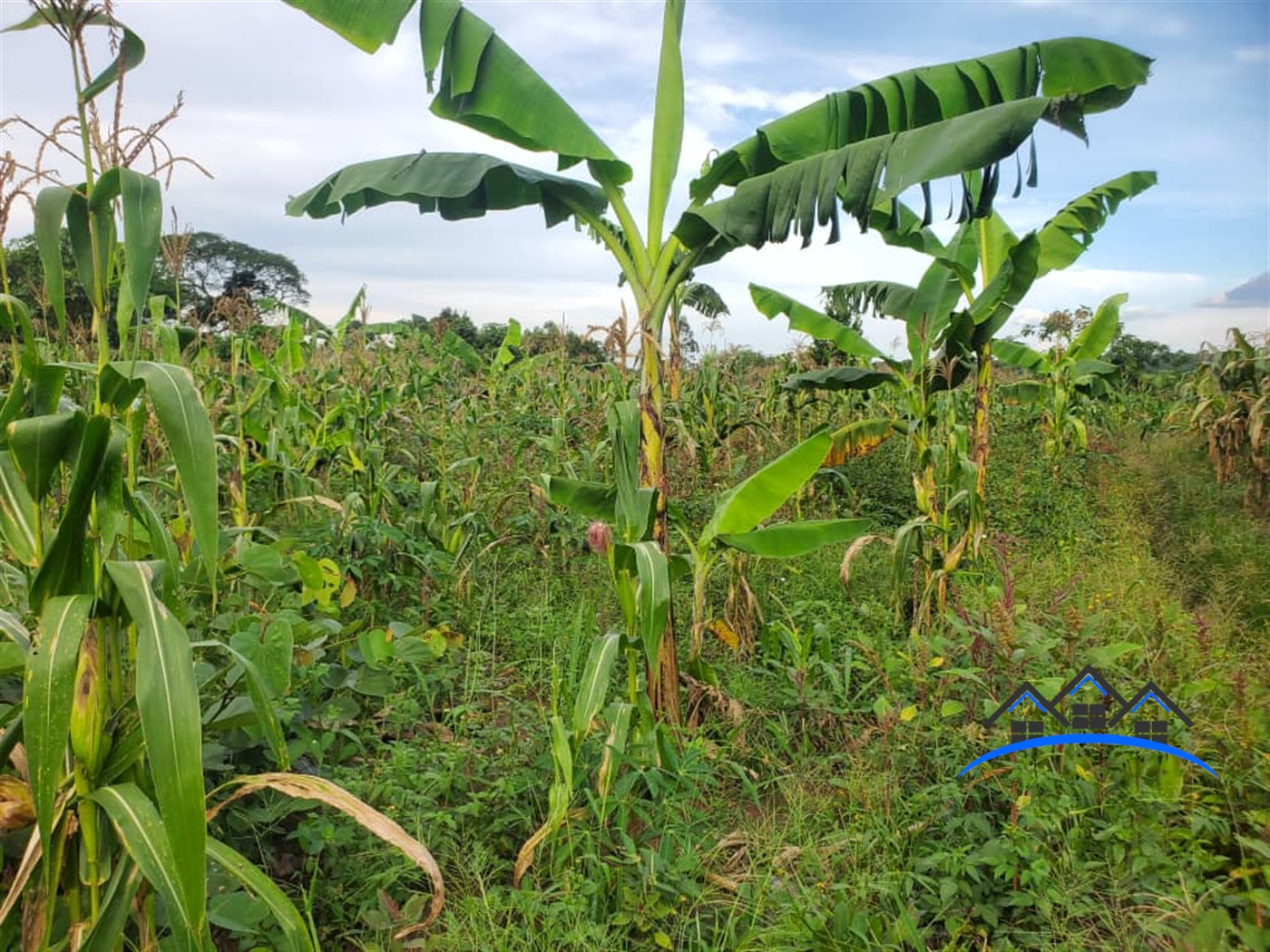 Agricultural Land for sale in Nalongo Luweero