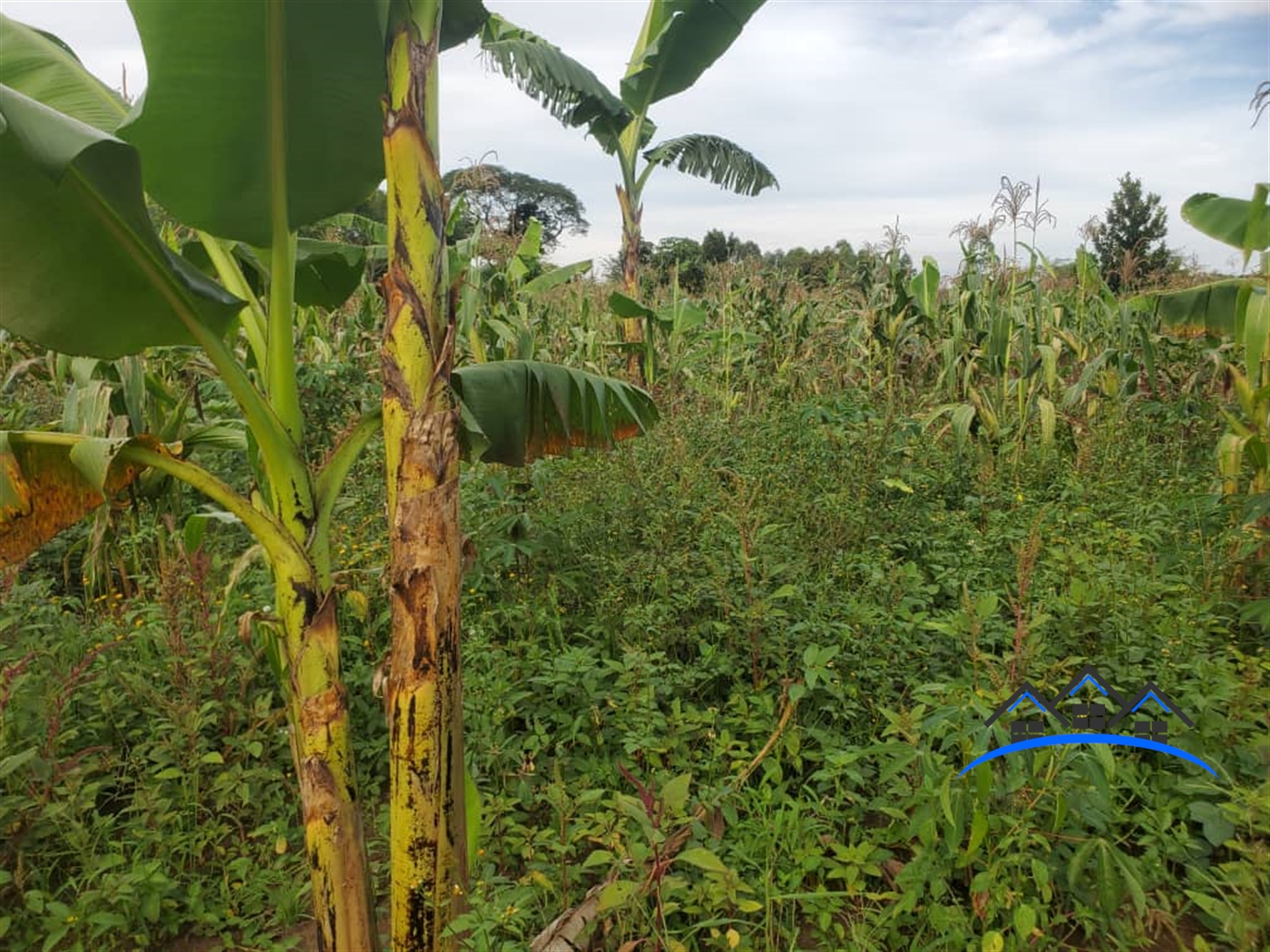 Agricultural Land for sale in Nalongo Luweero