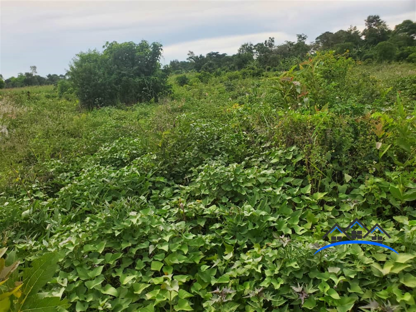 Agricultural Land for sale in Nalongo Luweero