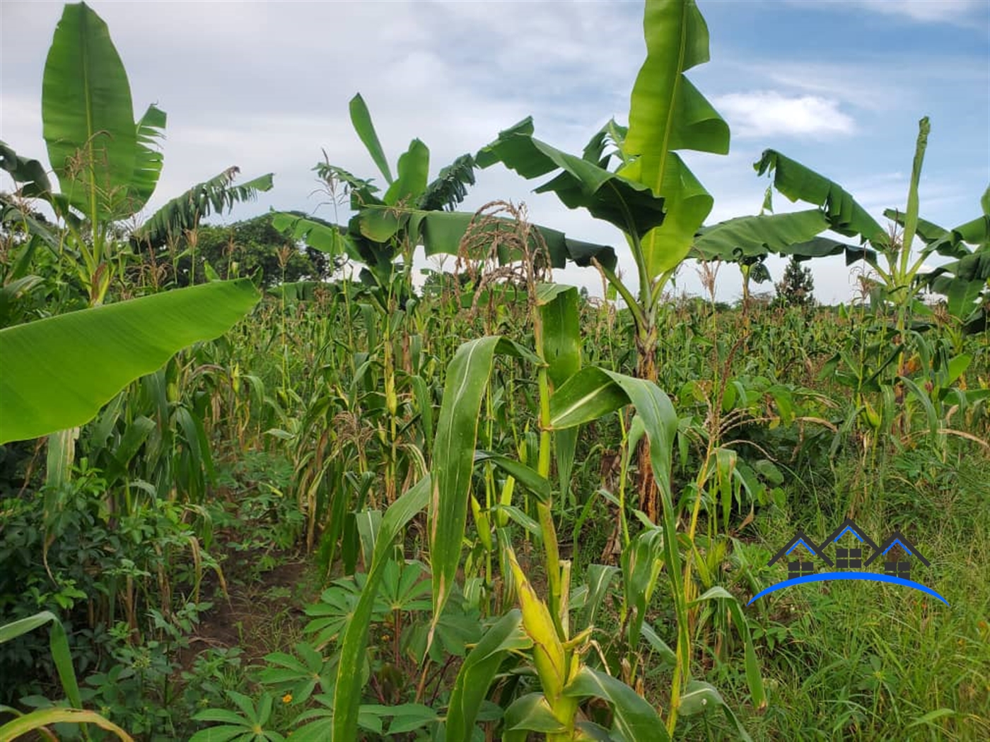 Agricultural Land for sale in Nalongo Luweero