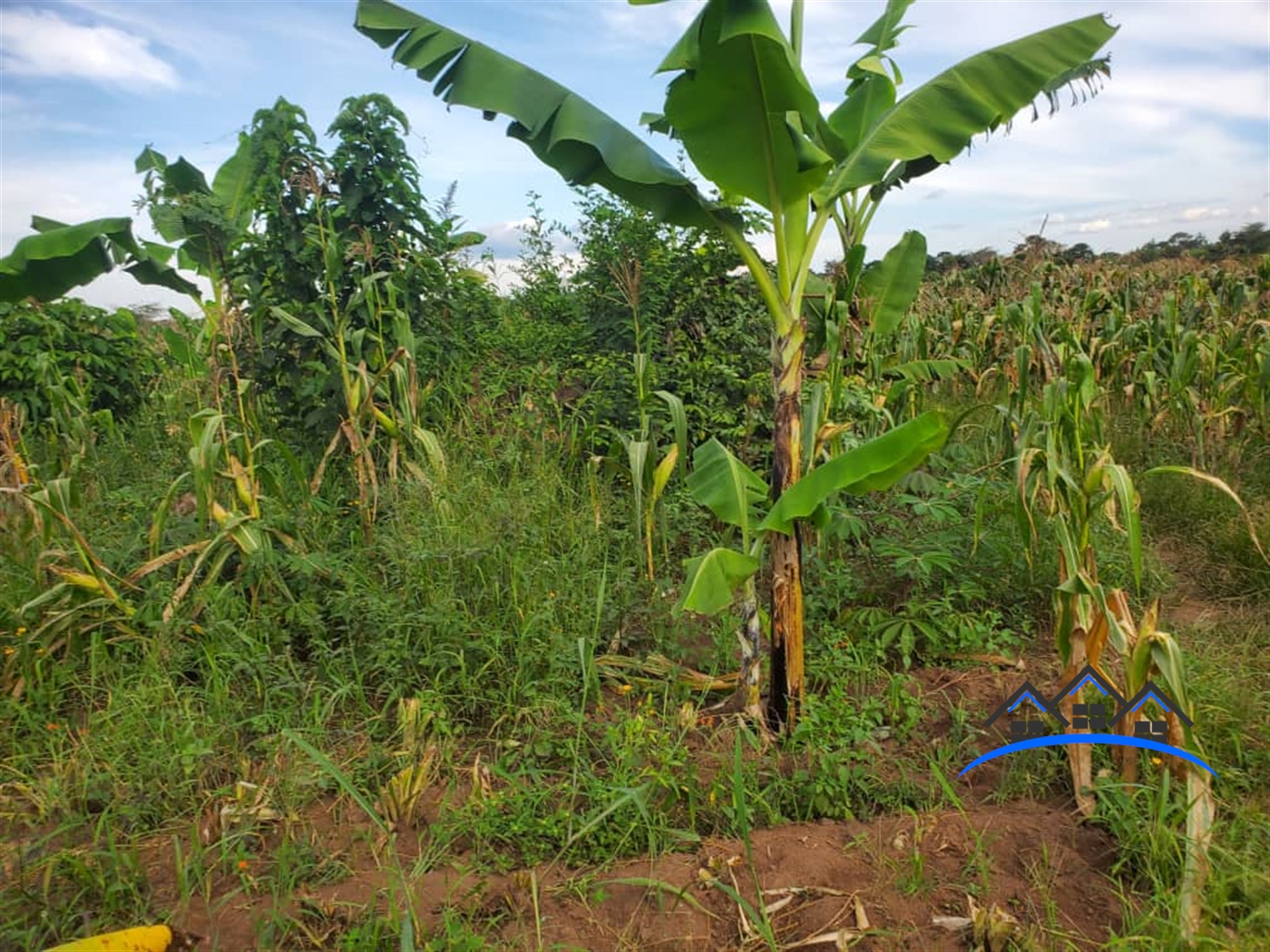 Agricultural Land for sale in Nalongo Luweero