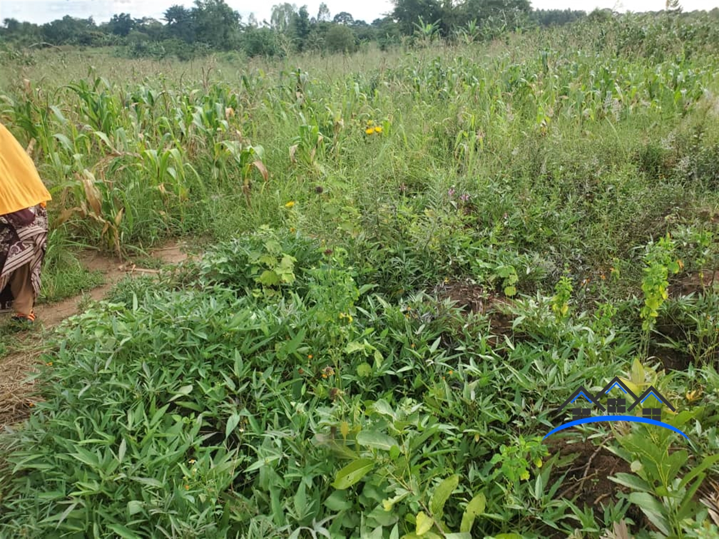 Agricultural Land for sale in Nalongo Luweero