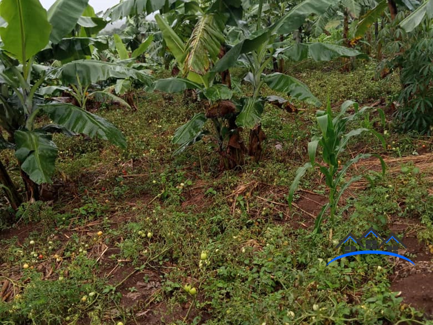 Agricultural Land for sale in Kamengo Mpigi