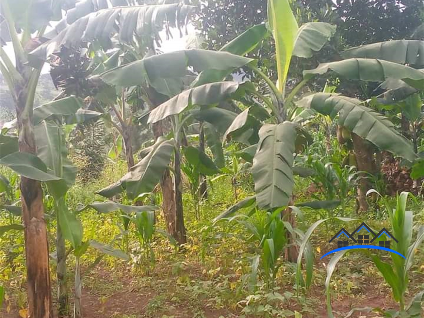 Residential Land for sale in Ssekanyonyi Mityana