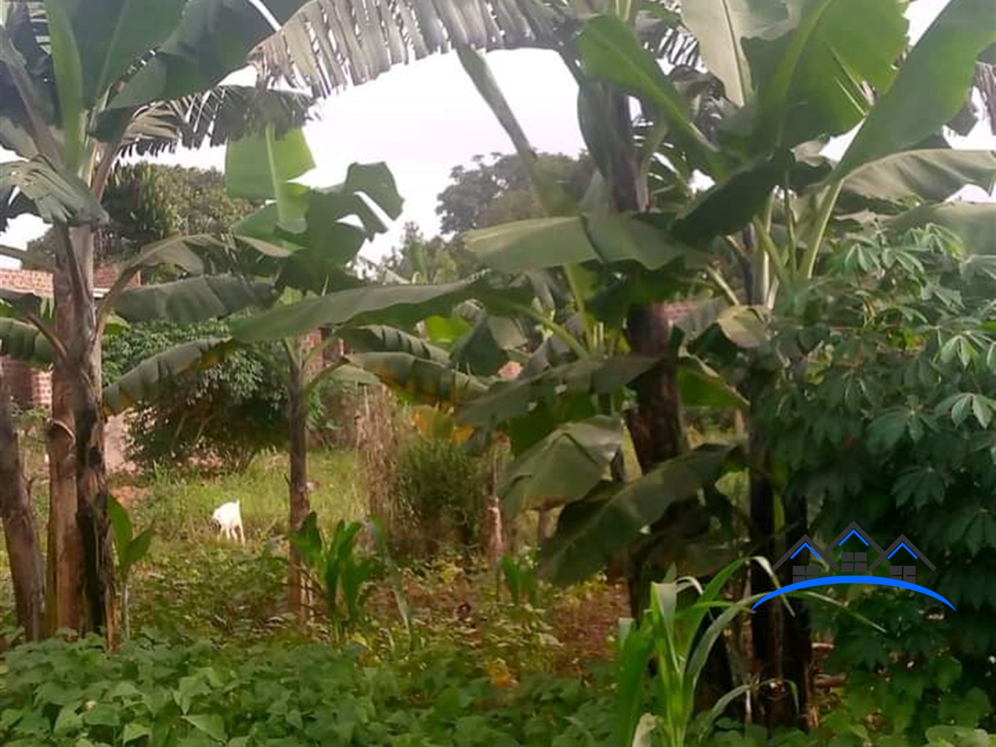 Residential Land for sale in Ssekanyonyi Mityana