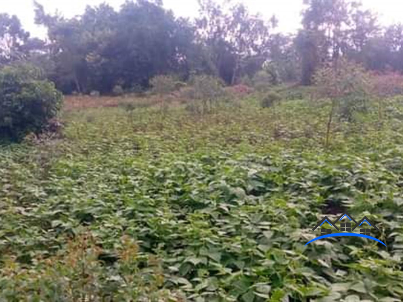 Agricultural Land for sale in Garamba Wakiso