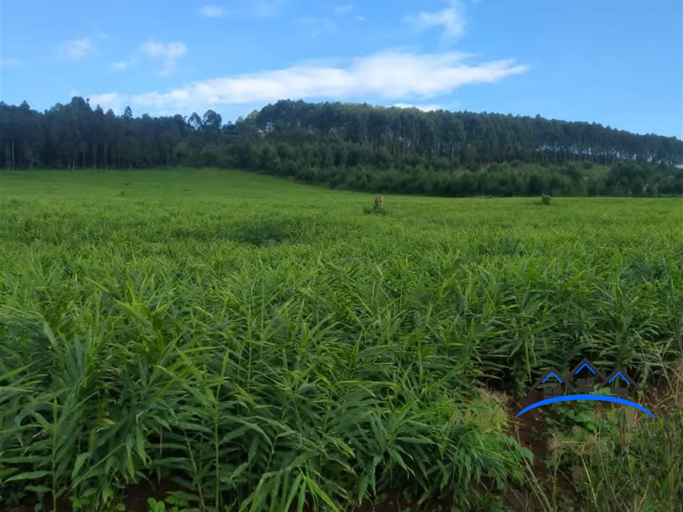 Commercial Land for sale in Maya Wakiso