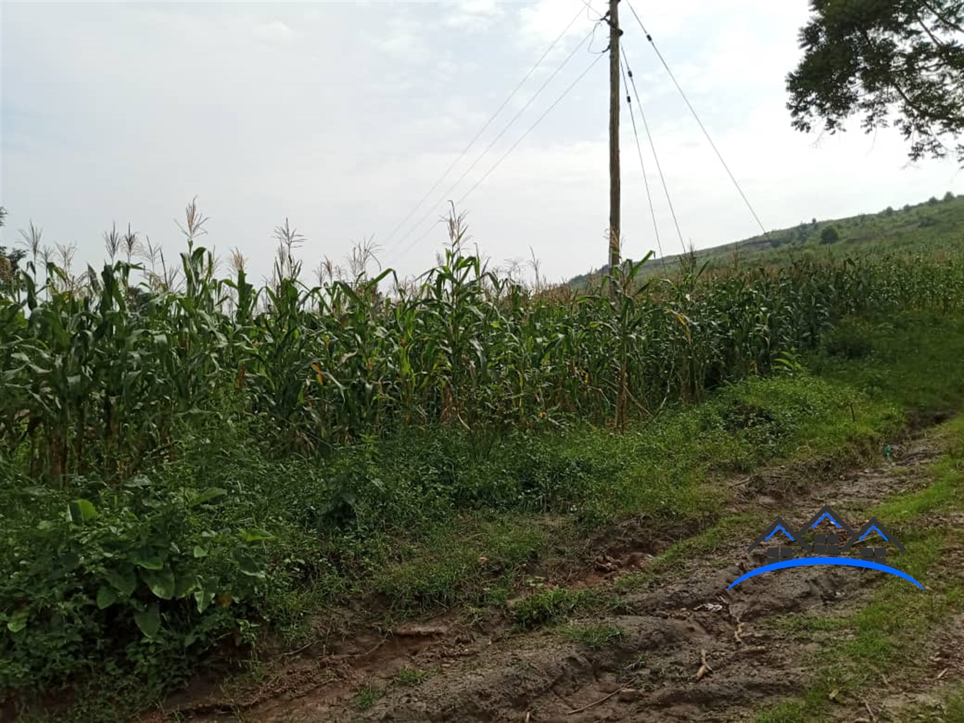 Agricultural Land for sale in Bujuuko Mpigi