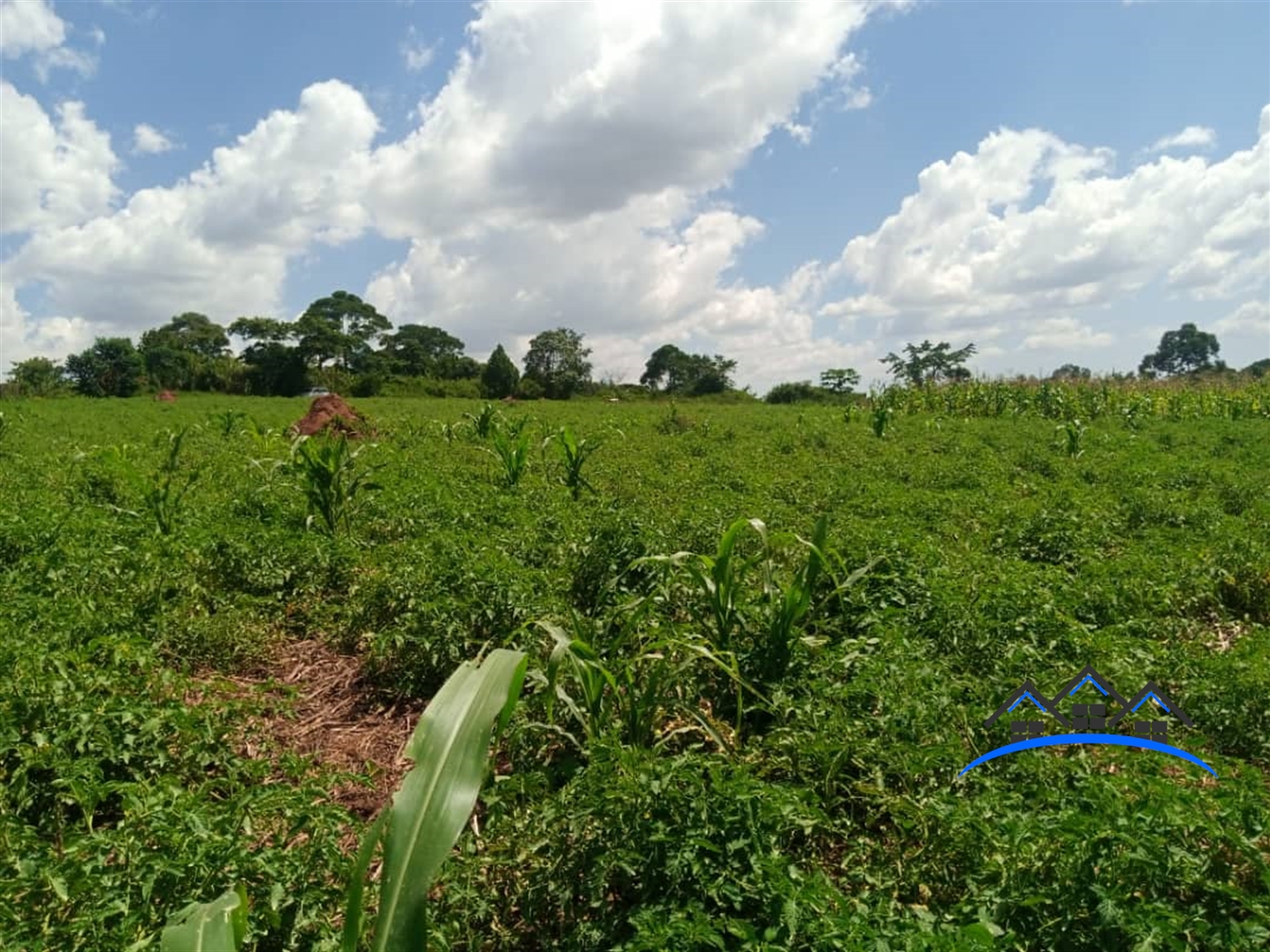 Commercial Land for sale in Mpoma Mukono