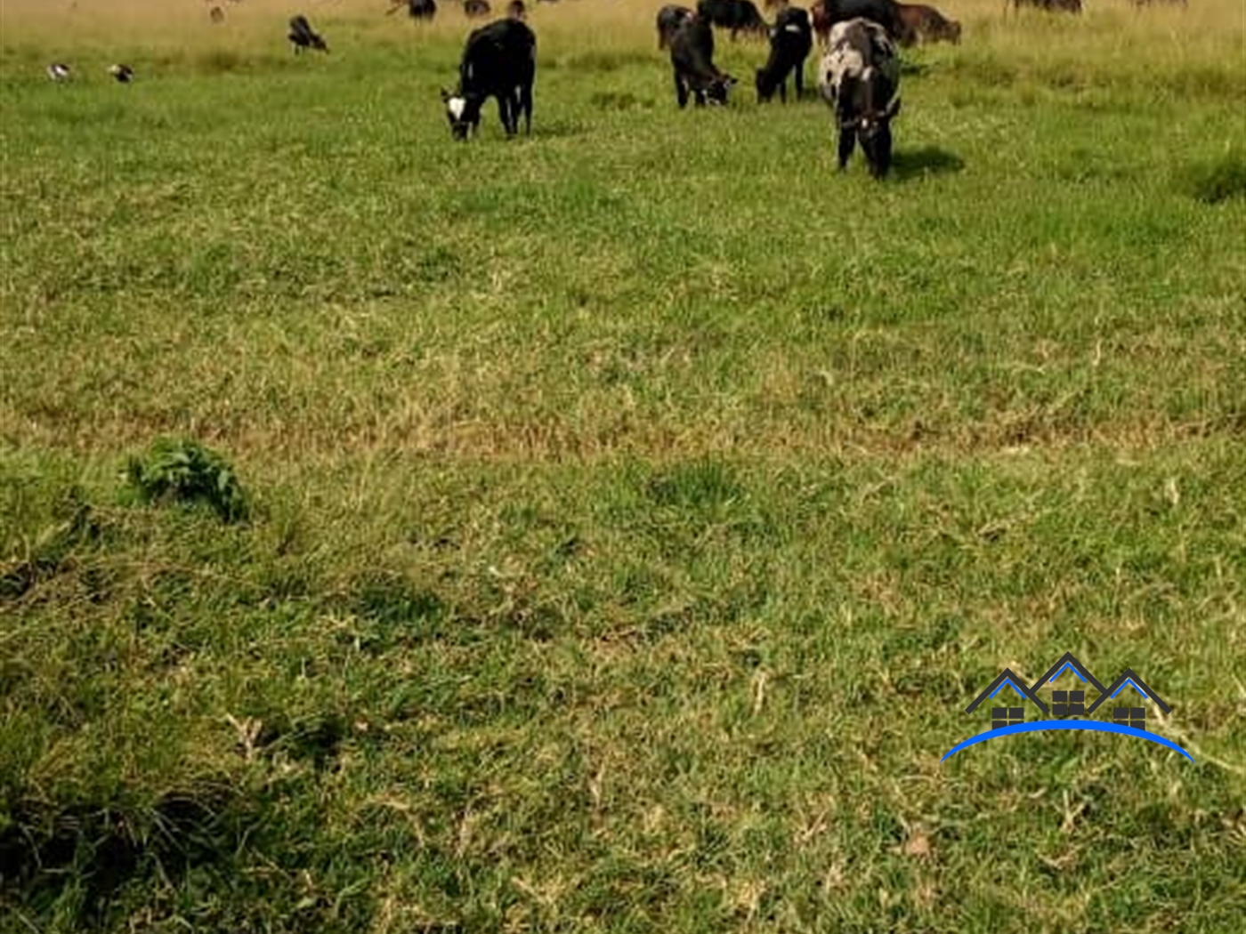 Agricultural Land for sale in Rubaare Ntungamo