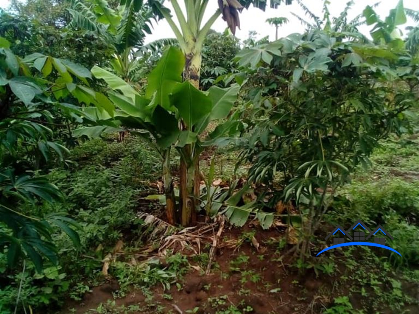 Farm for sale in Nakitoma Nakasongola