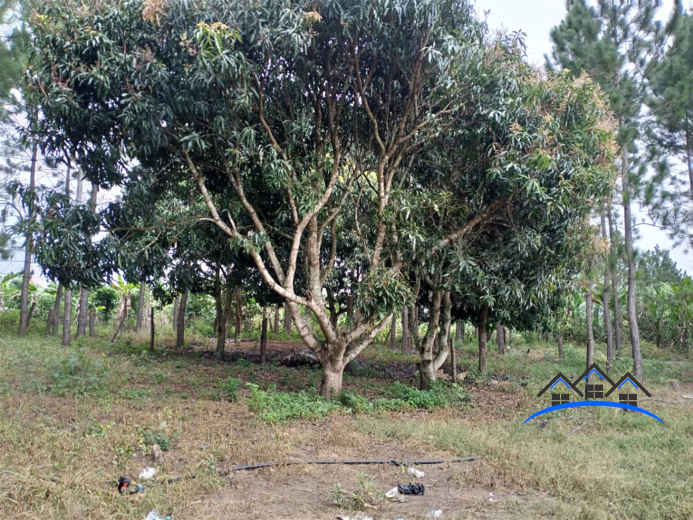 Agricultural Land for sale in Kituuto Luweero
