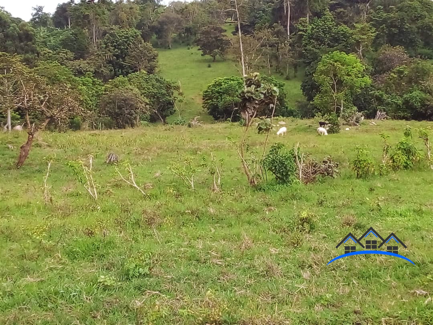 Agricultural Land for sale in Ndejje Luweero