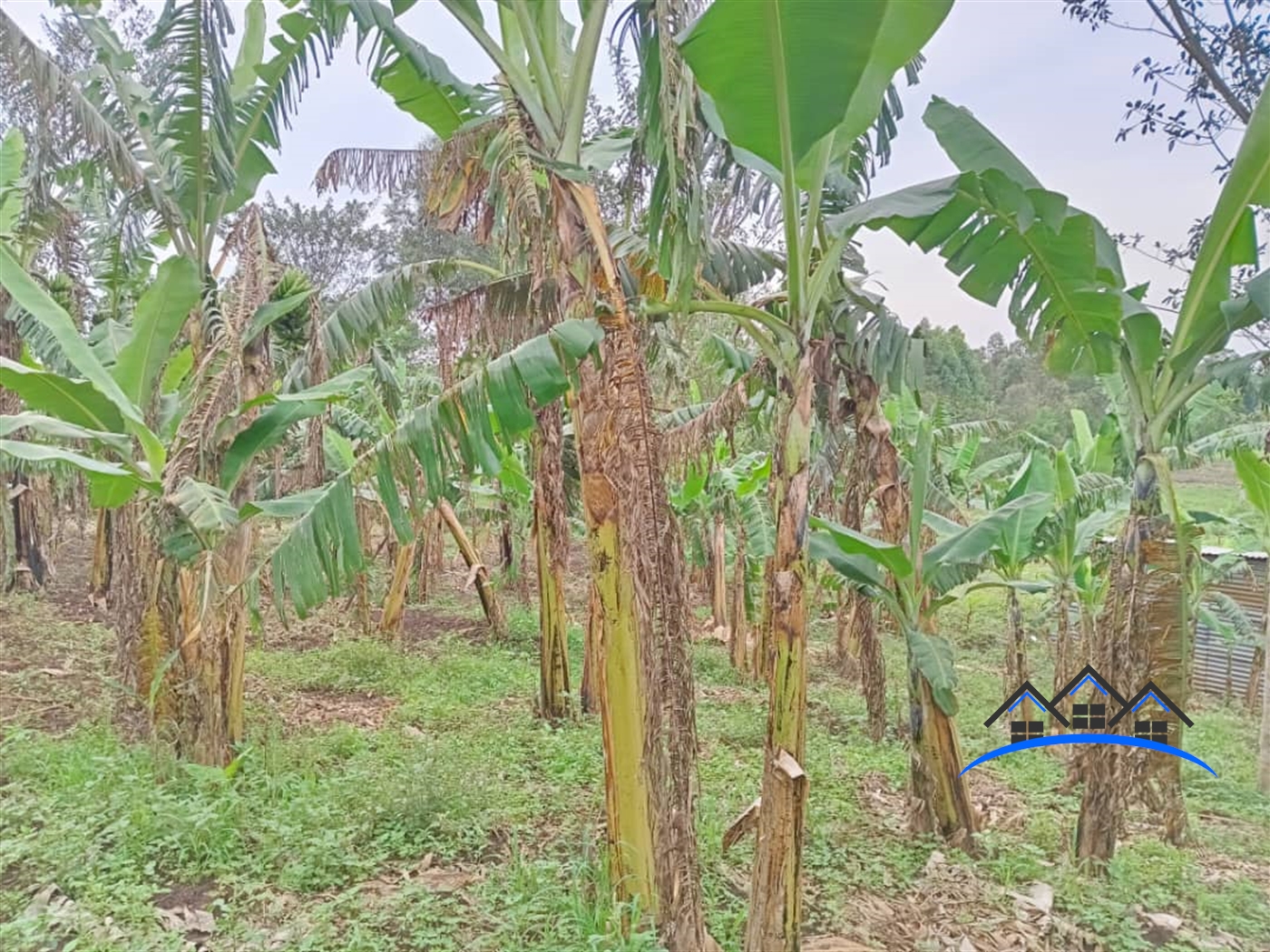 Agricultural Land for sale in Nammere Mukono