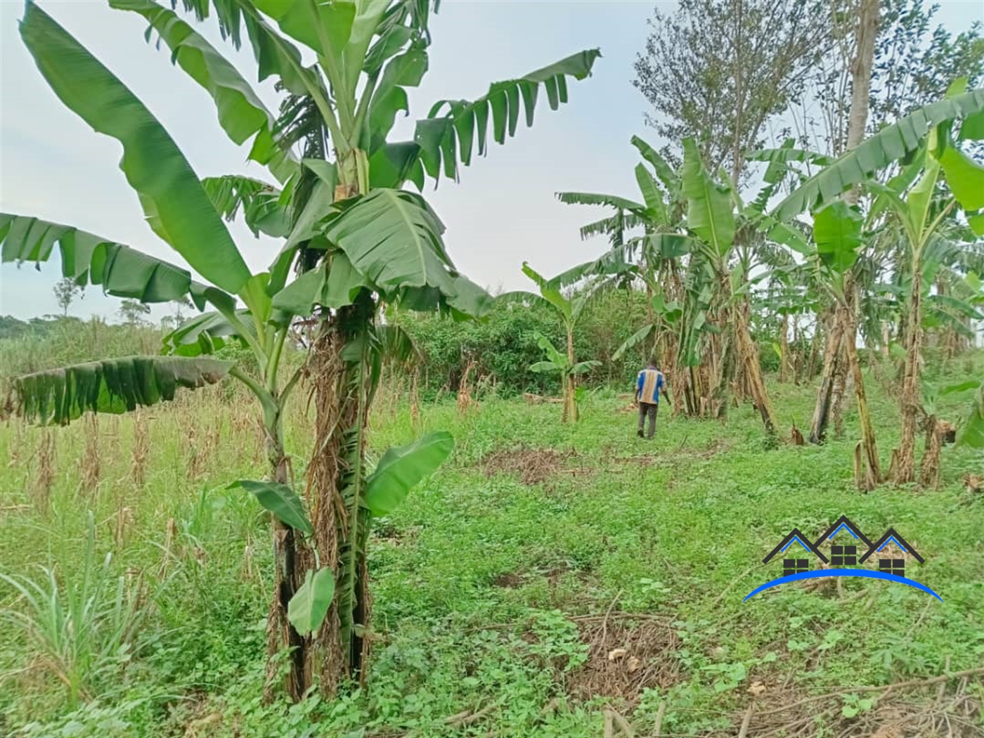 Agricultural Land for sale in Nammere Mukono